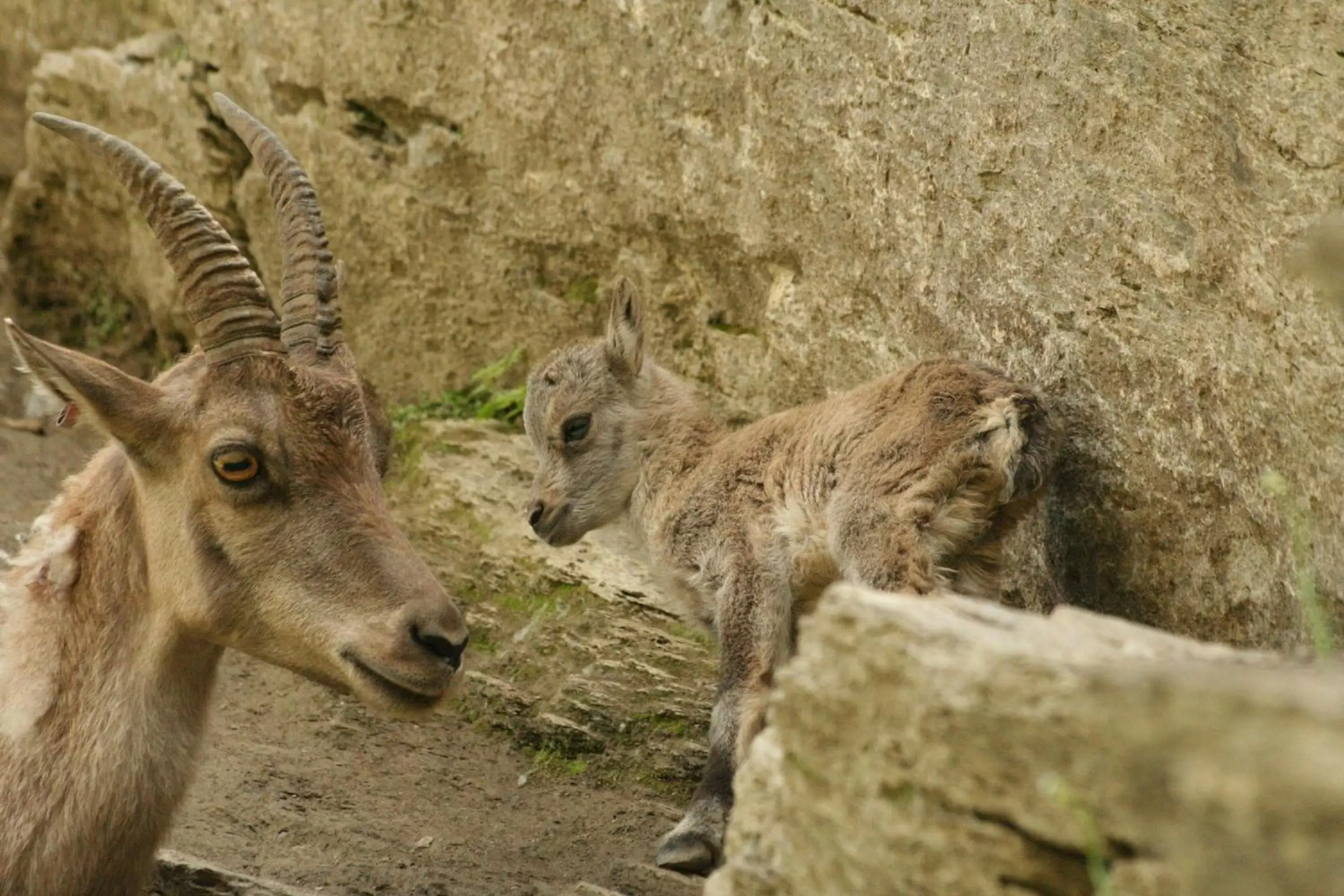 Animals, Other Animals in Hotel Chalet La Meridiana