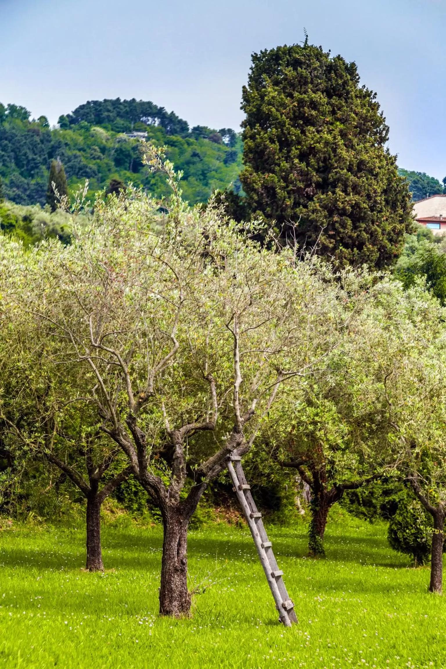 Garden in Casa Matilde