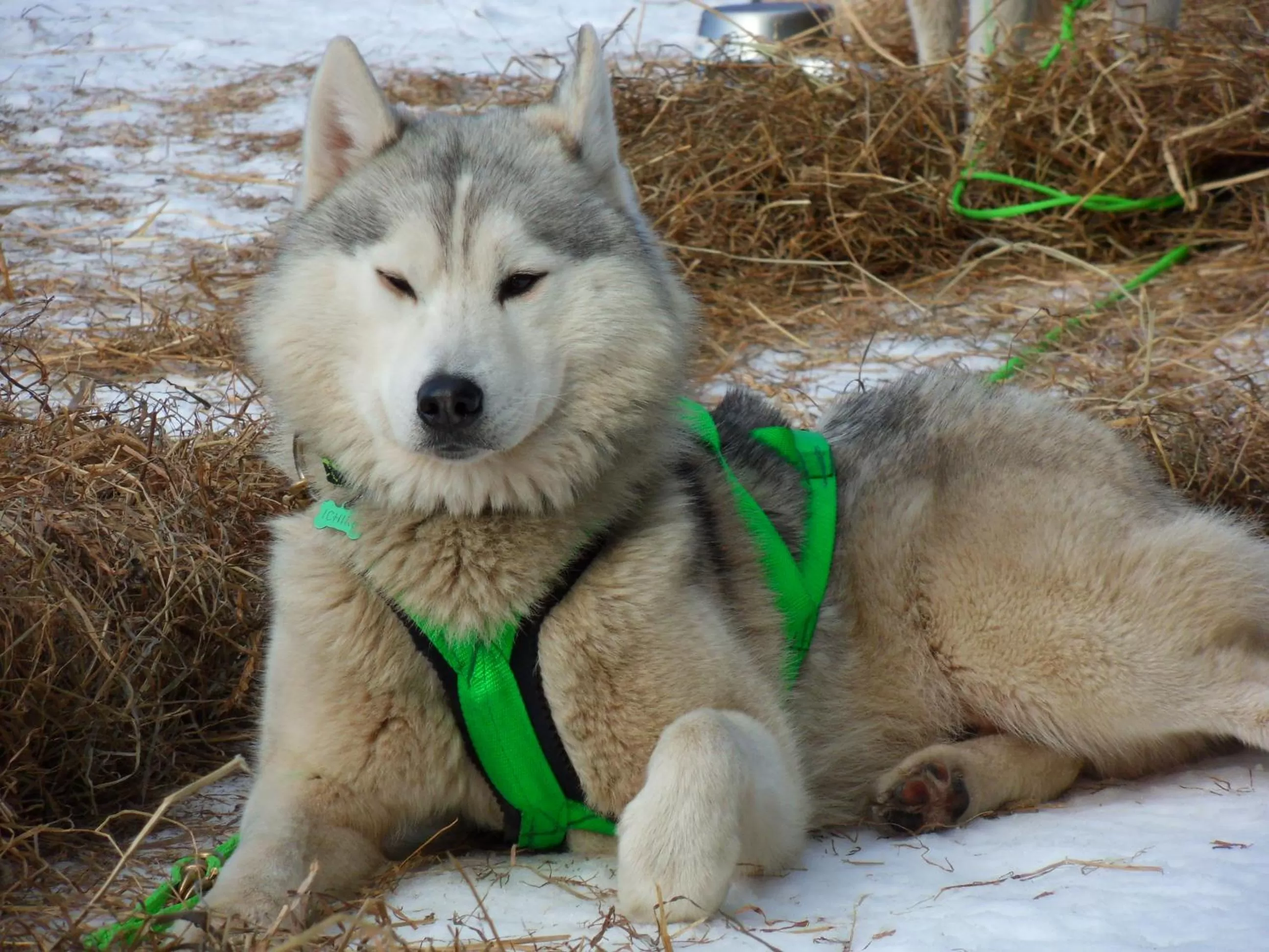 Sports, Pets in L'Estapade des Tourelons