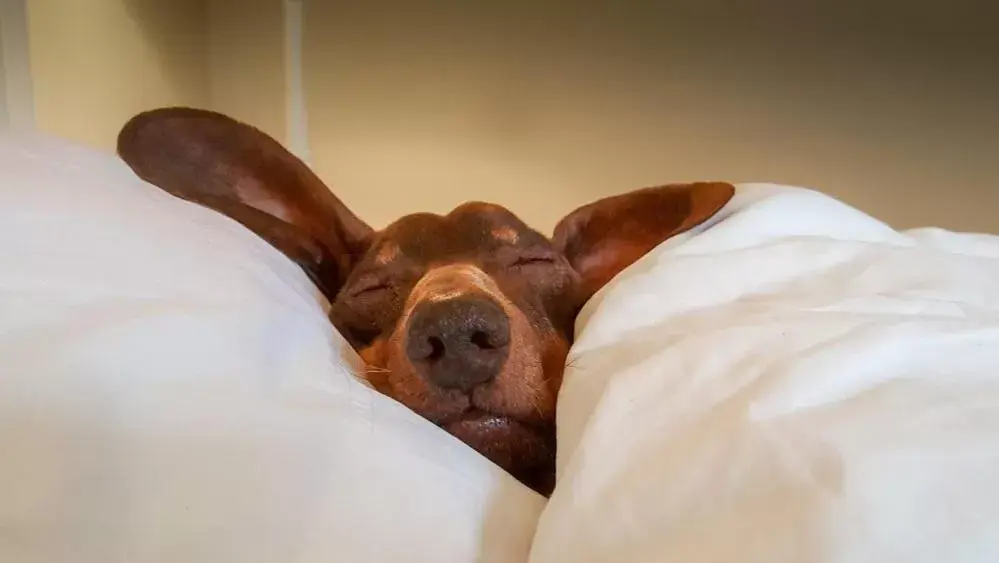 Pets, Bed in Stardust Motel Wallace Pets, Bed in Stardust Motel Wallace