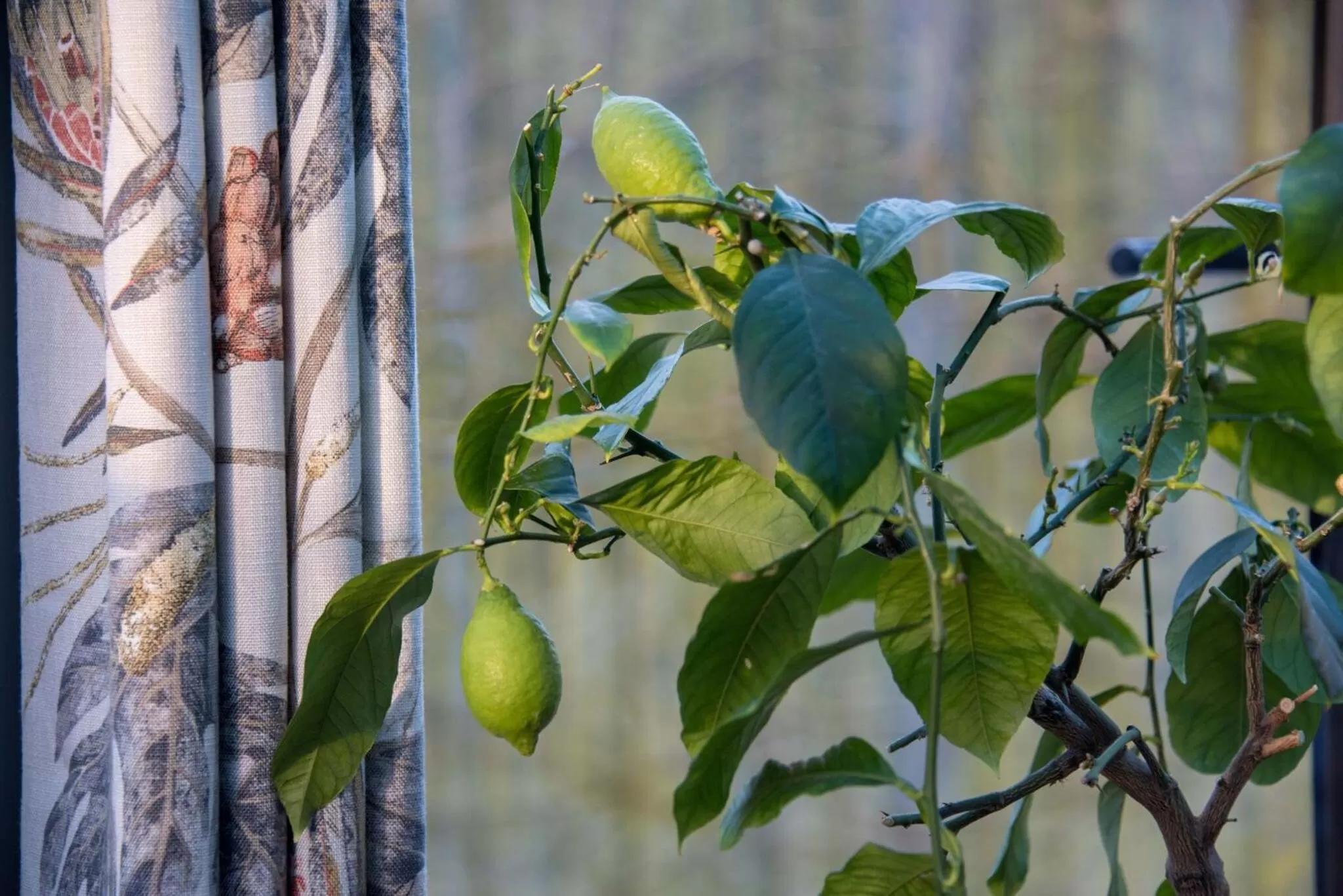 Food and drinks in St Leonards Farmhouse