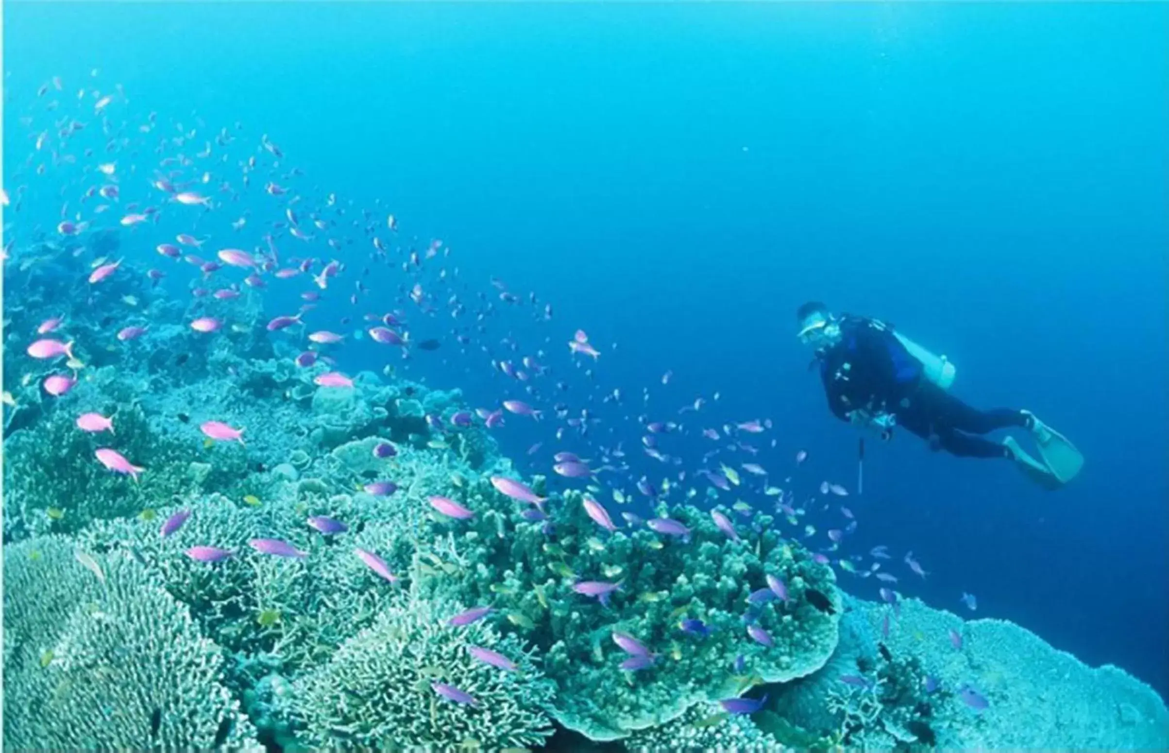 Diving, Other Animals in Badian Island Wellness Resort