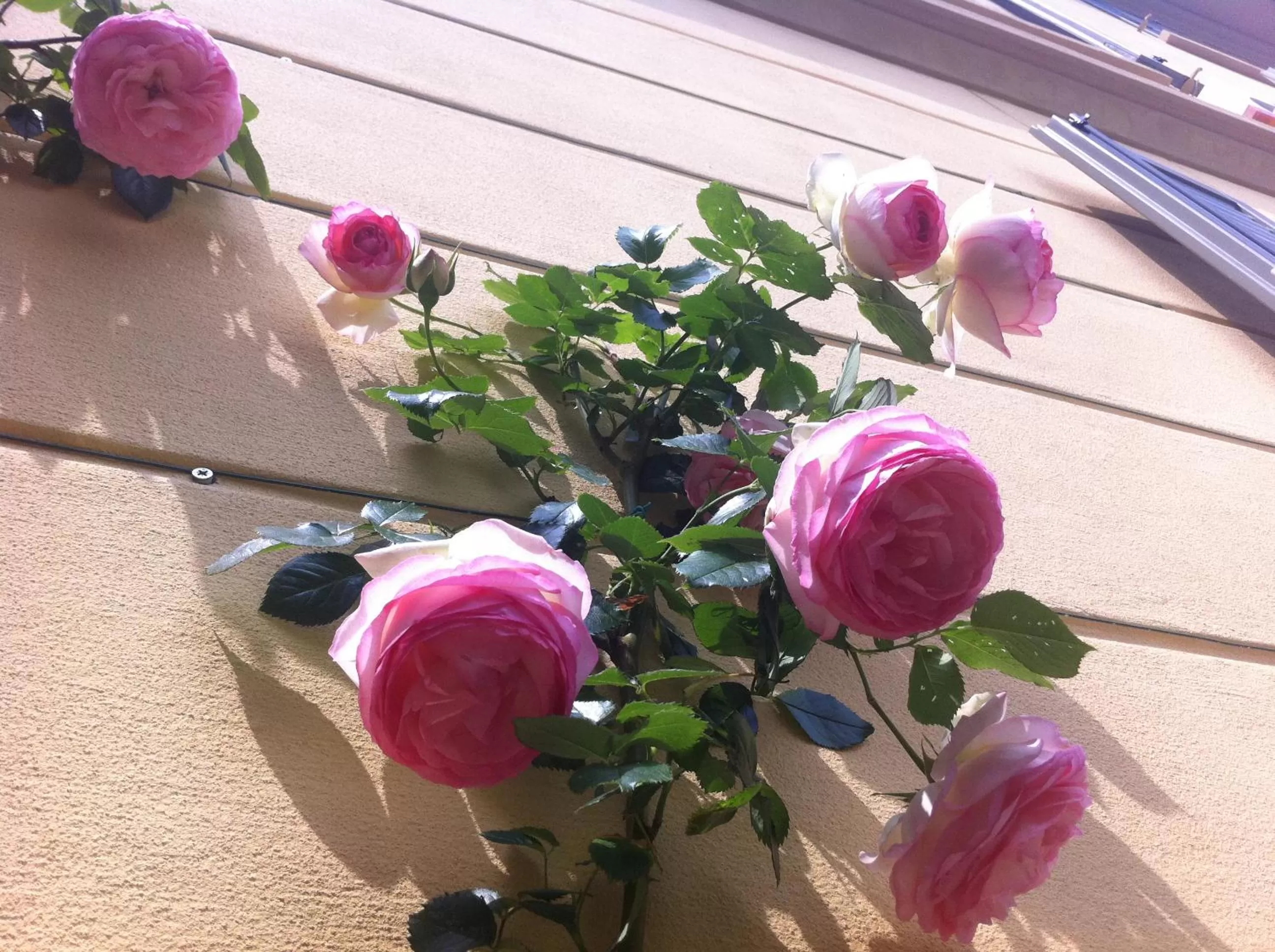 Facade/entrance in Villa Corti