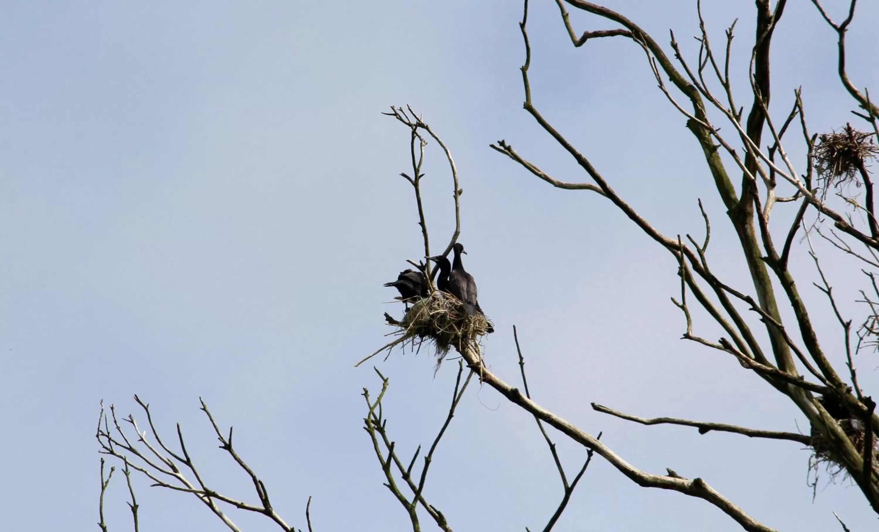 Day, Other Animals in Hotel Boutique Casa Werner