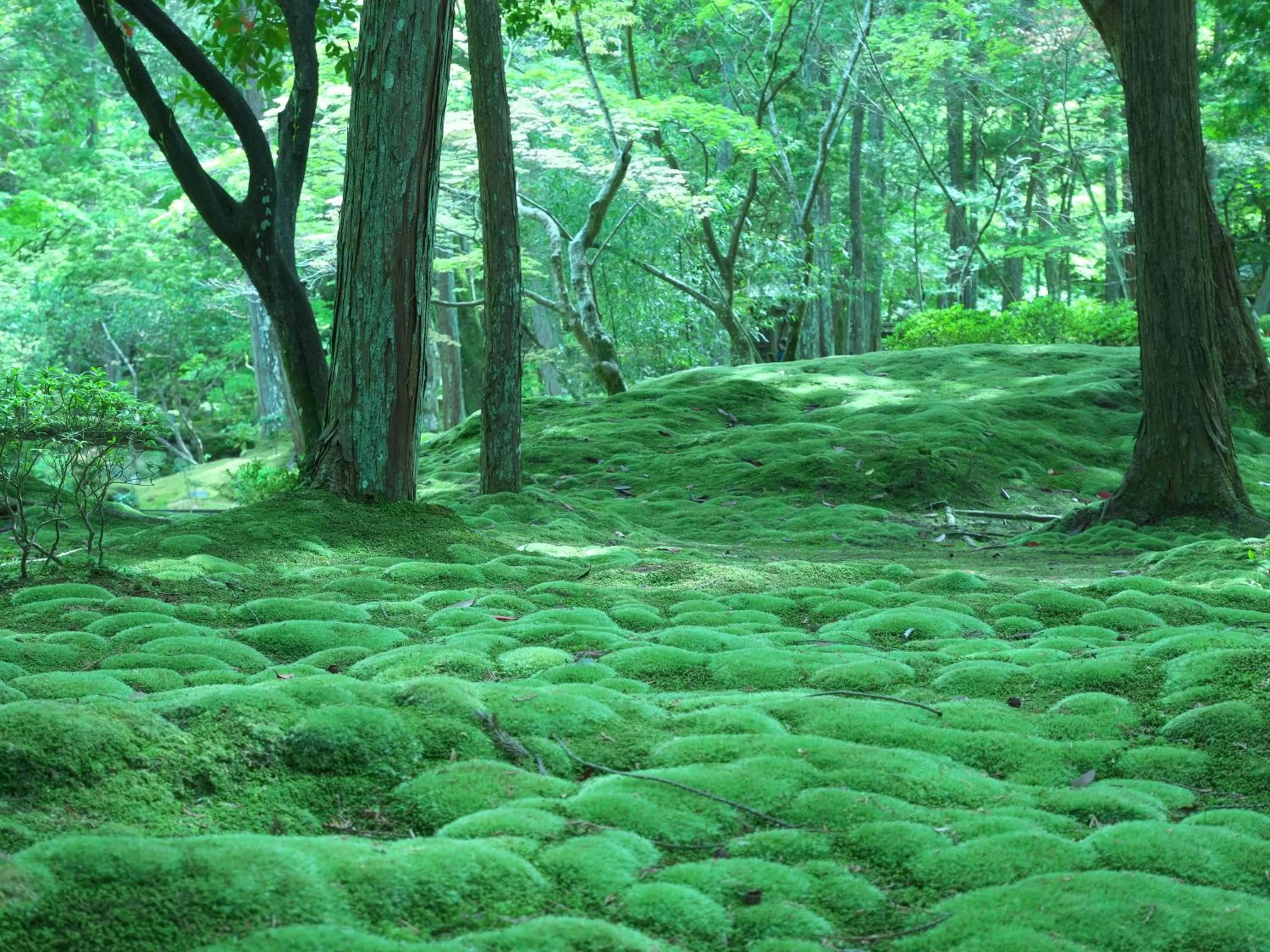 Nearby landmark, Winter in Hotel Wing International Kyoto - Shijo Karasuma