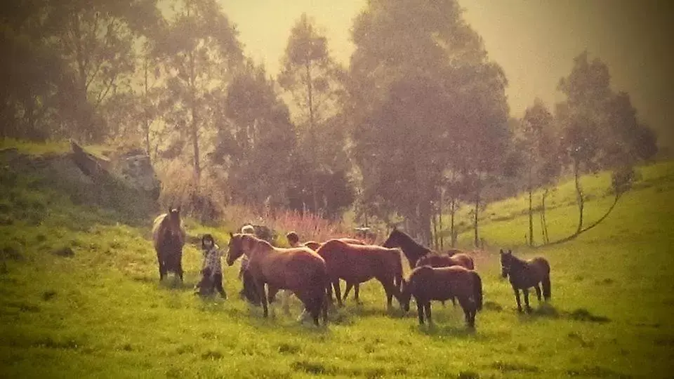 Activities, Other Animals in Hotel Rural Yeguada Albeitar