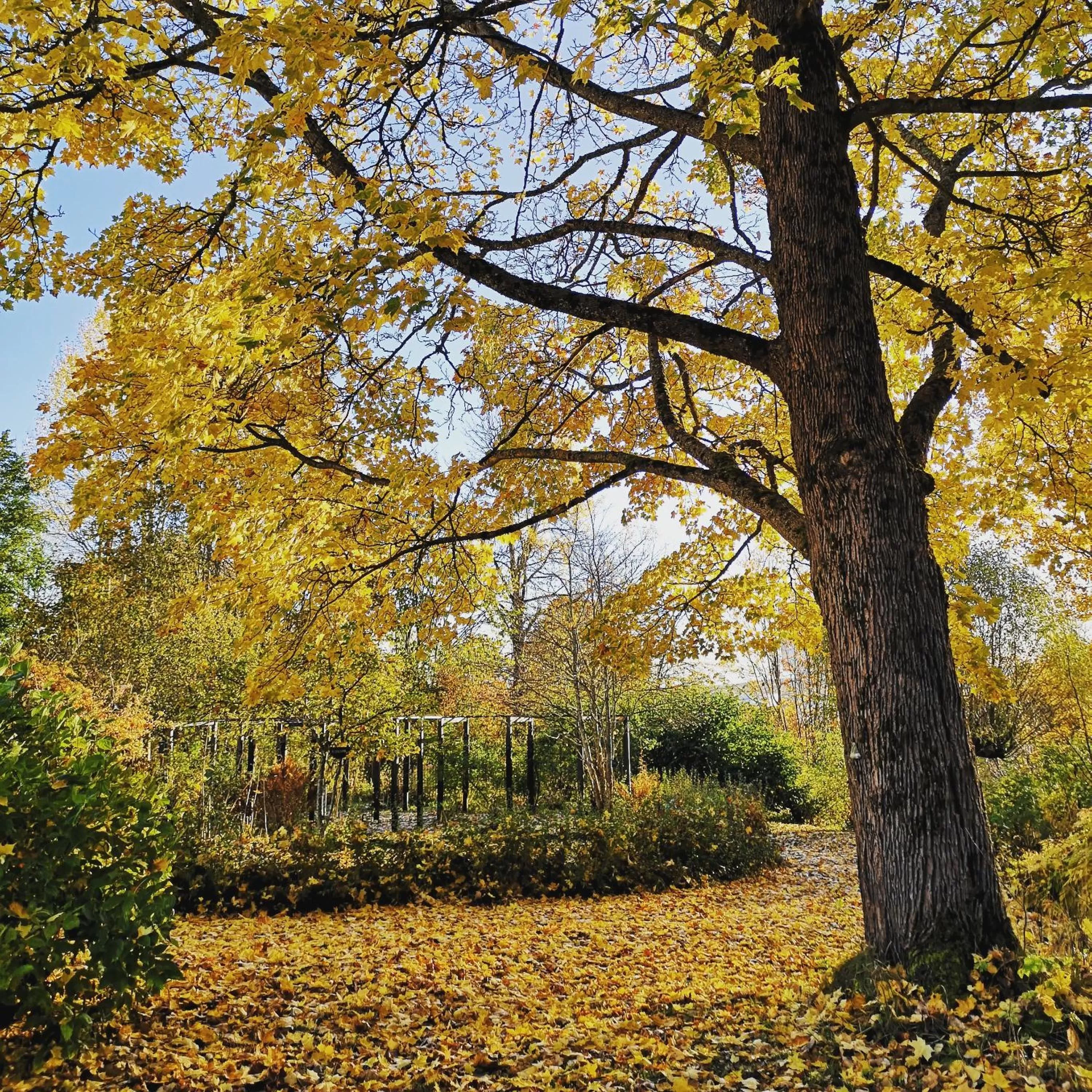 Garden in Disponentparken Café och Bed & Breakfast