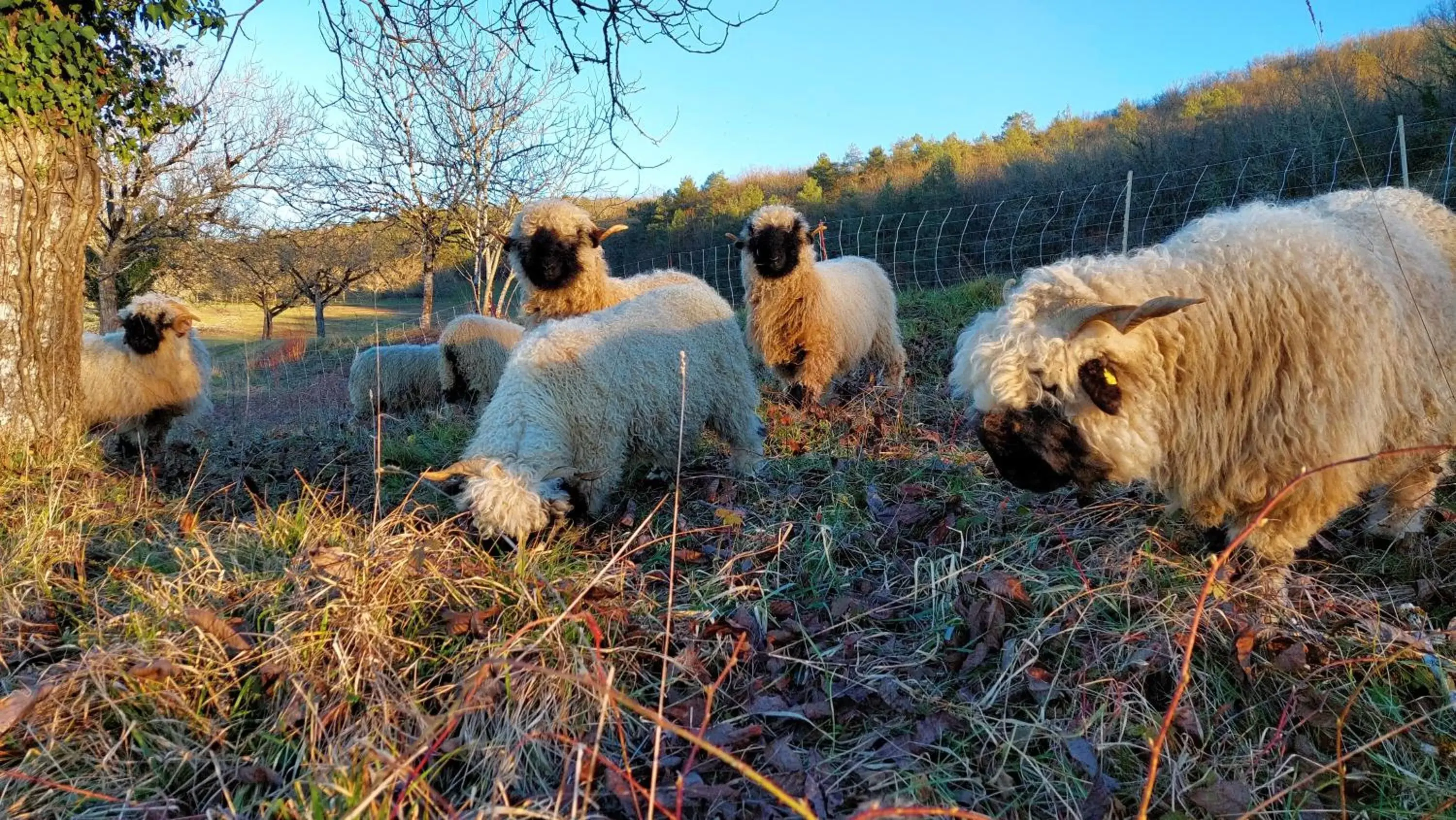 Animals, Other Animals in Ferme 4 étoiles avec piscine chauffée