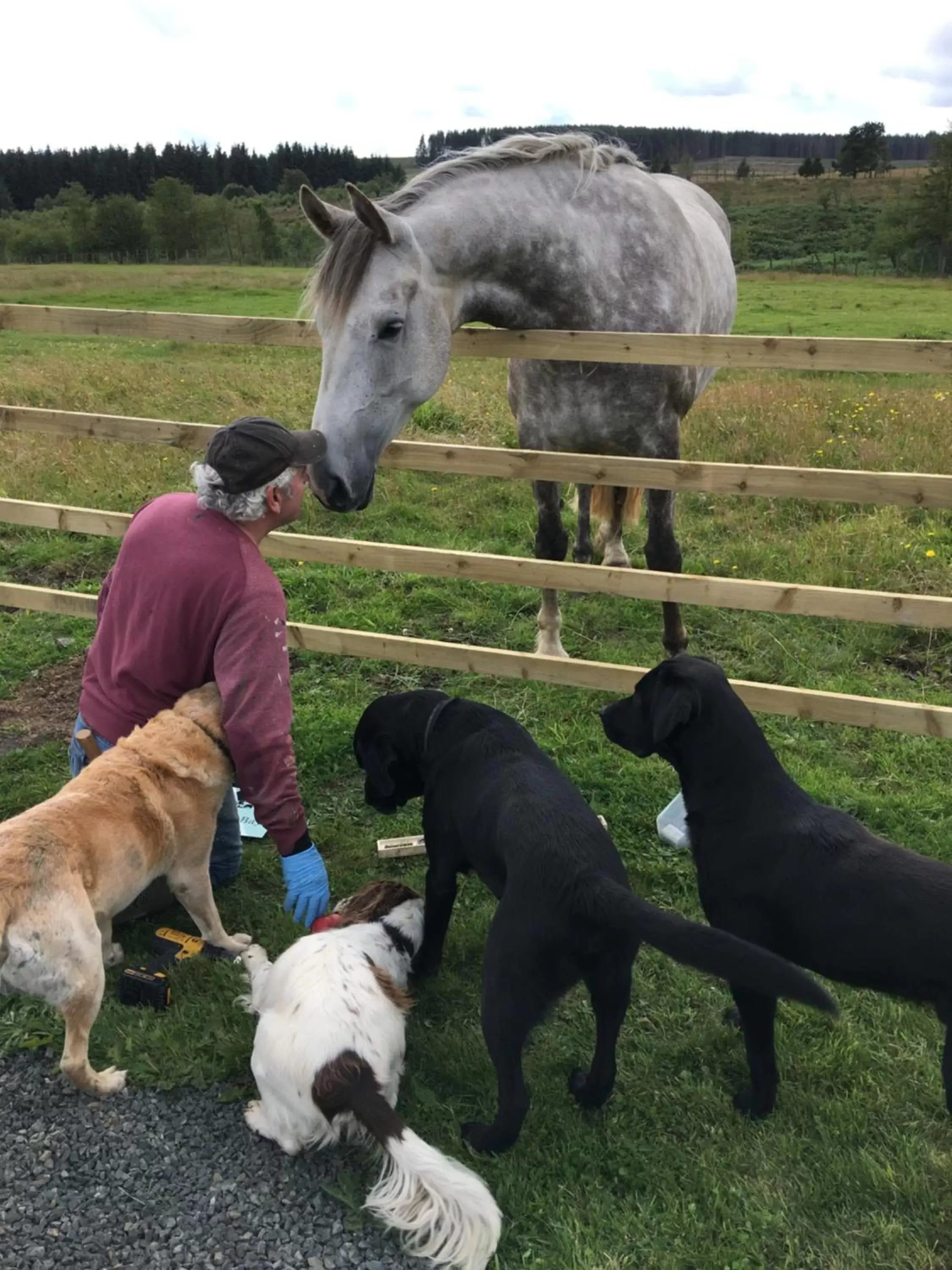 Pets in Bonners Lodge