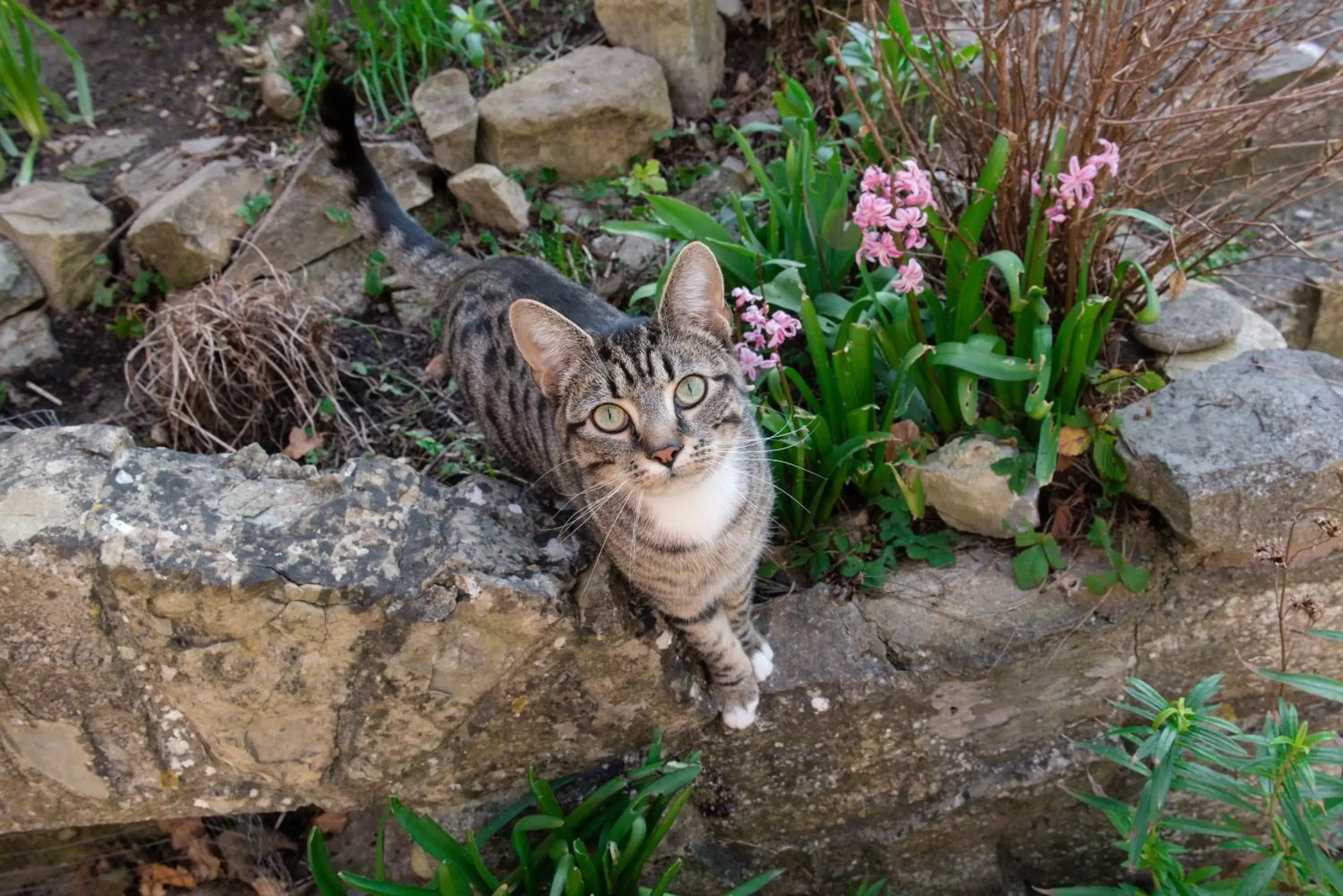 Garden, Pets in The School House