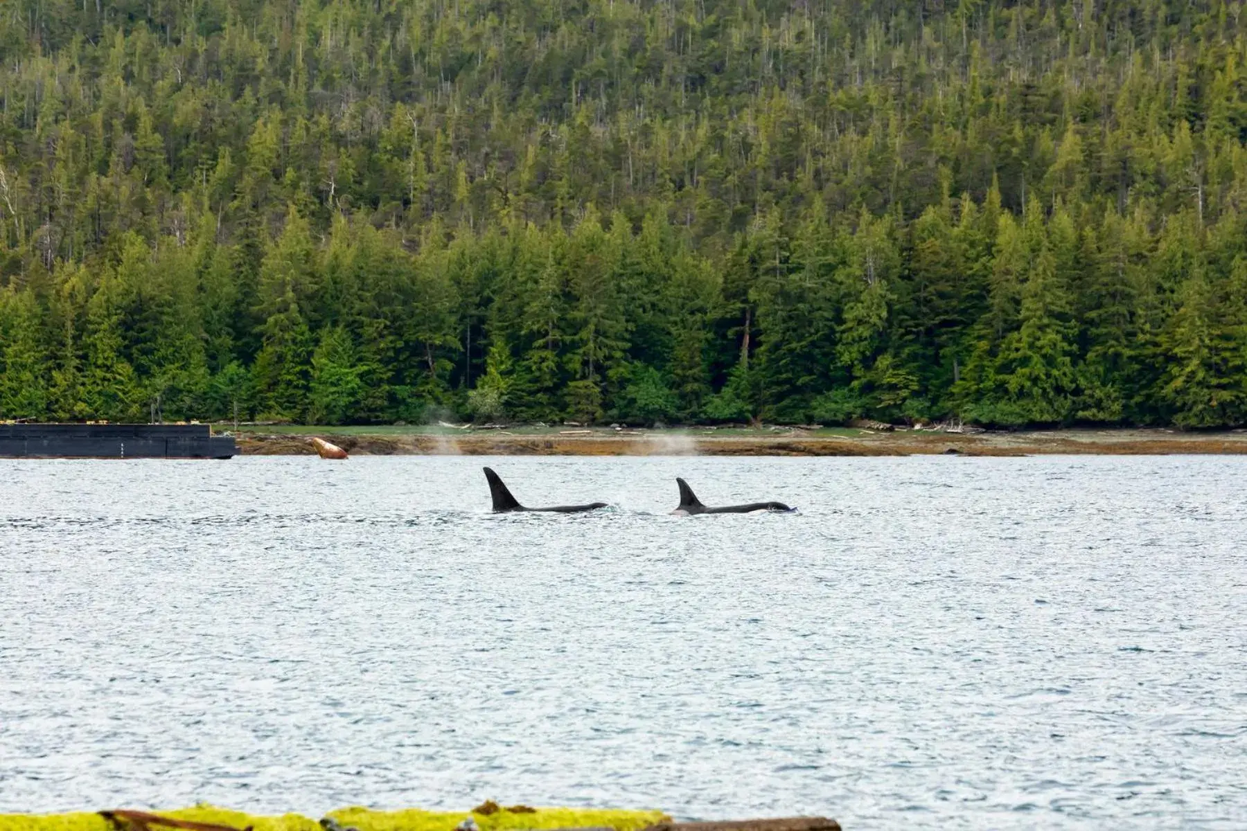 Natural landscape, Other Animals in The Ketch Inn