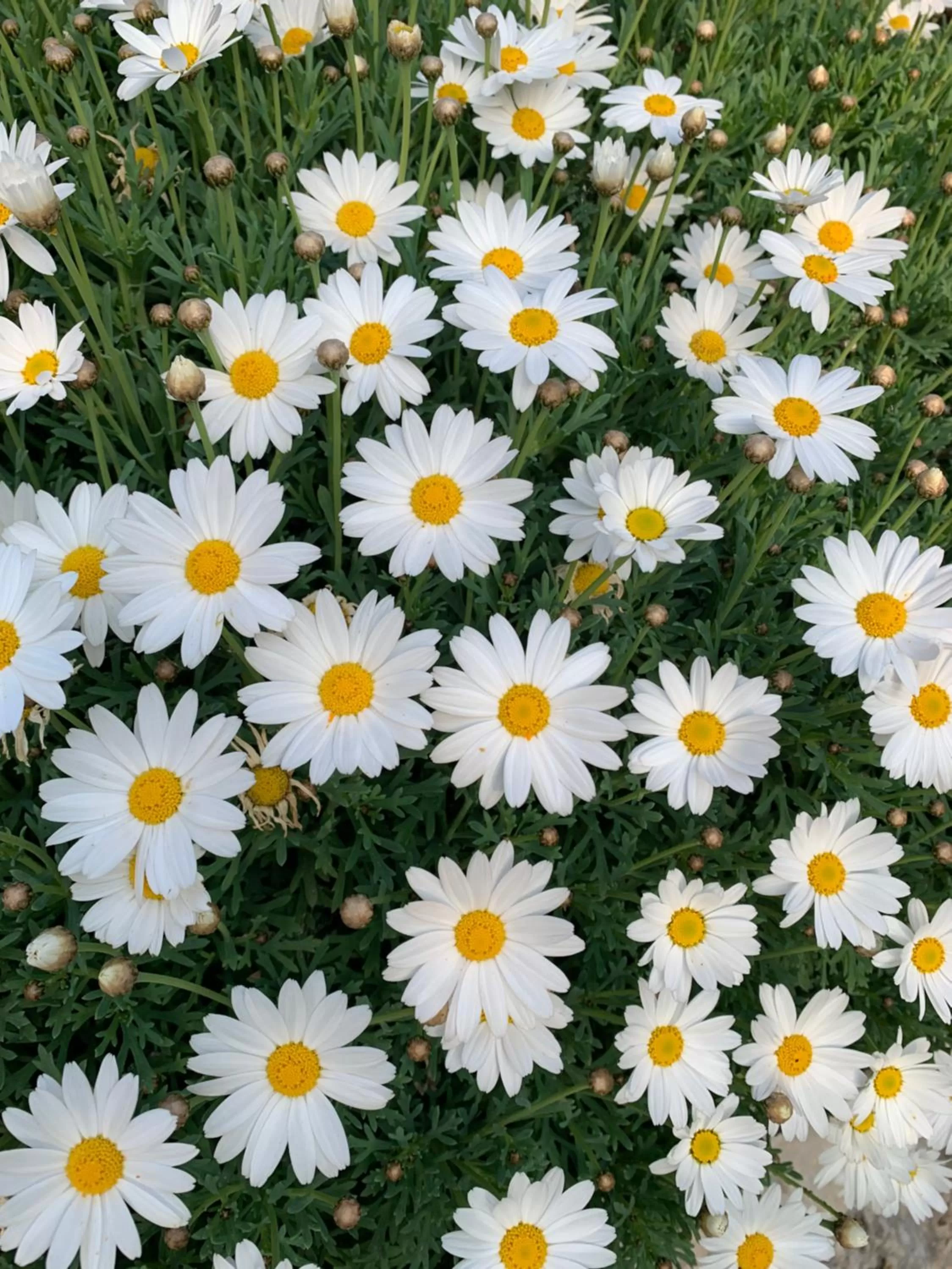 Monte Carlo View and Spa