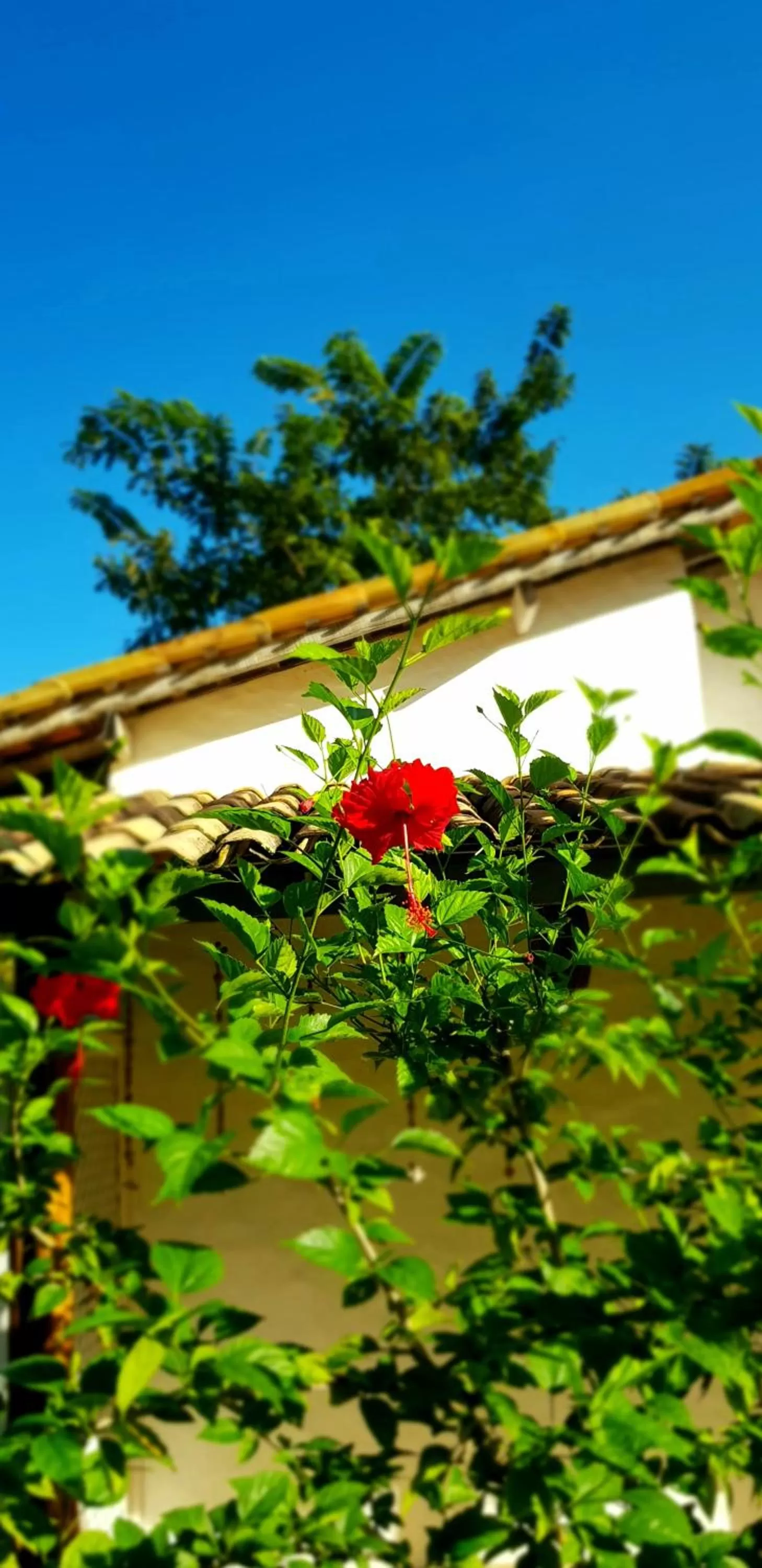 Garden in Pousada Villages Boutique Hotel - 150m da Praia da Laje