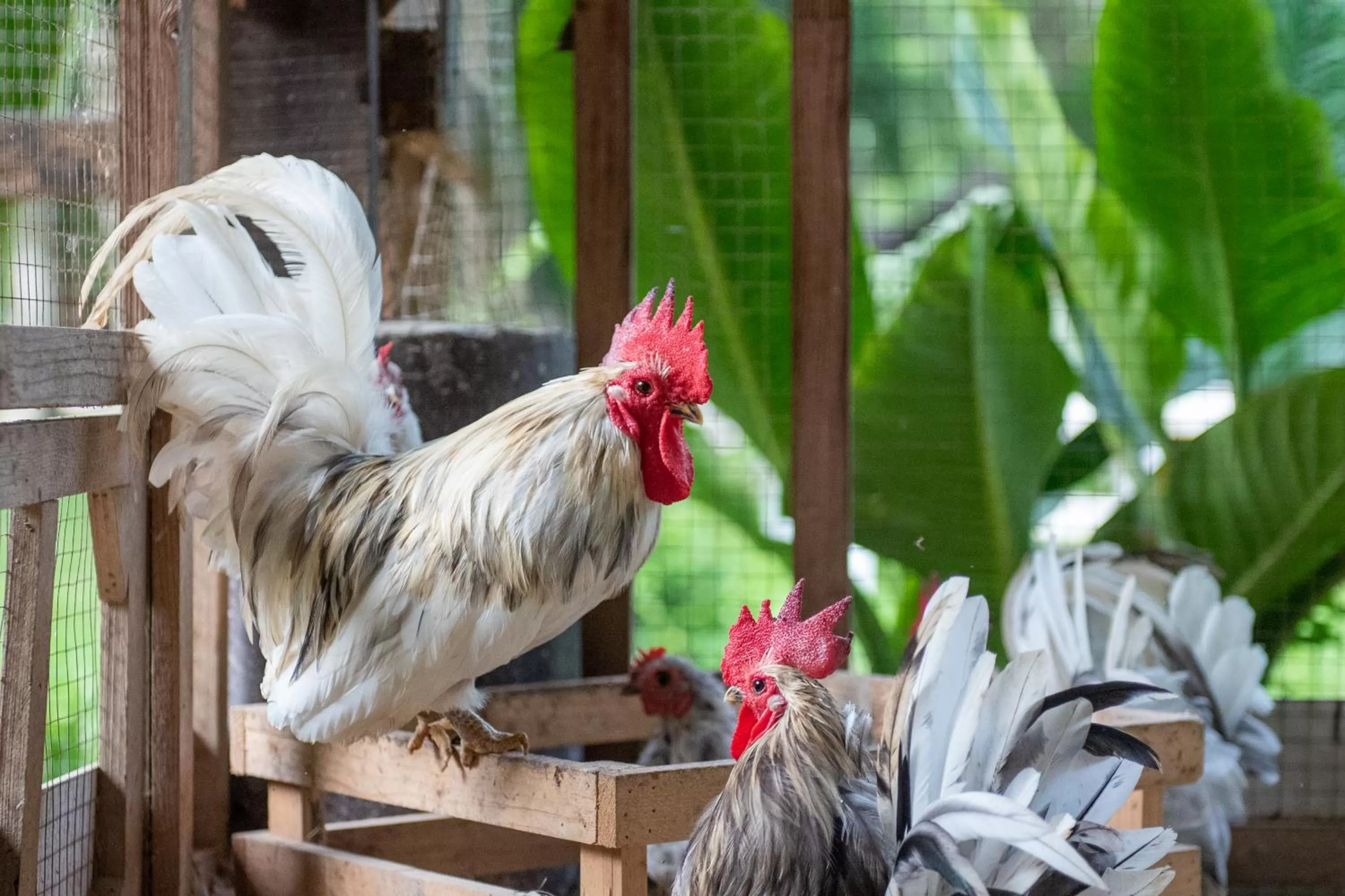 Activities in The Legacy River Kwai Resort