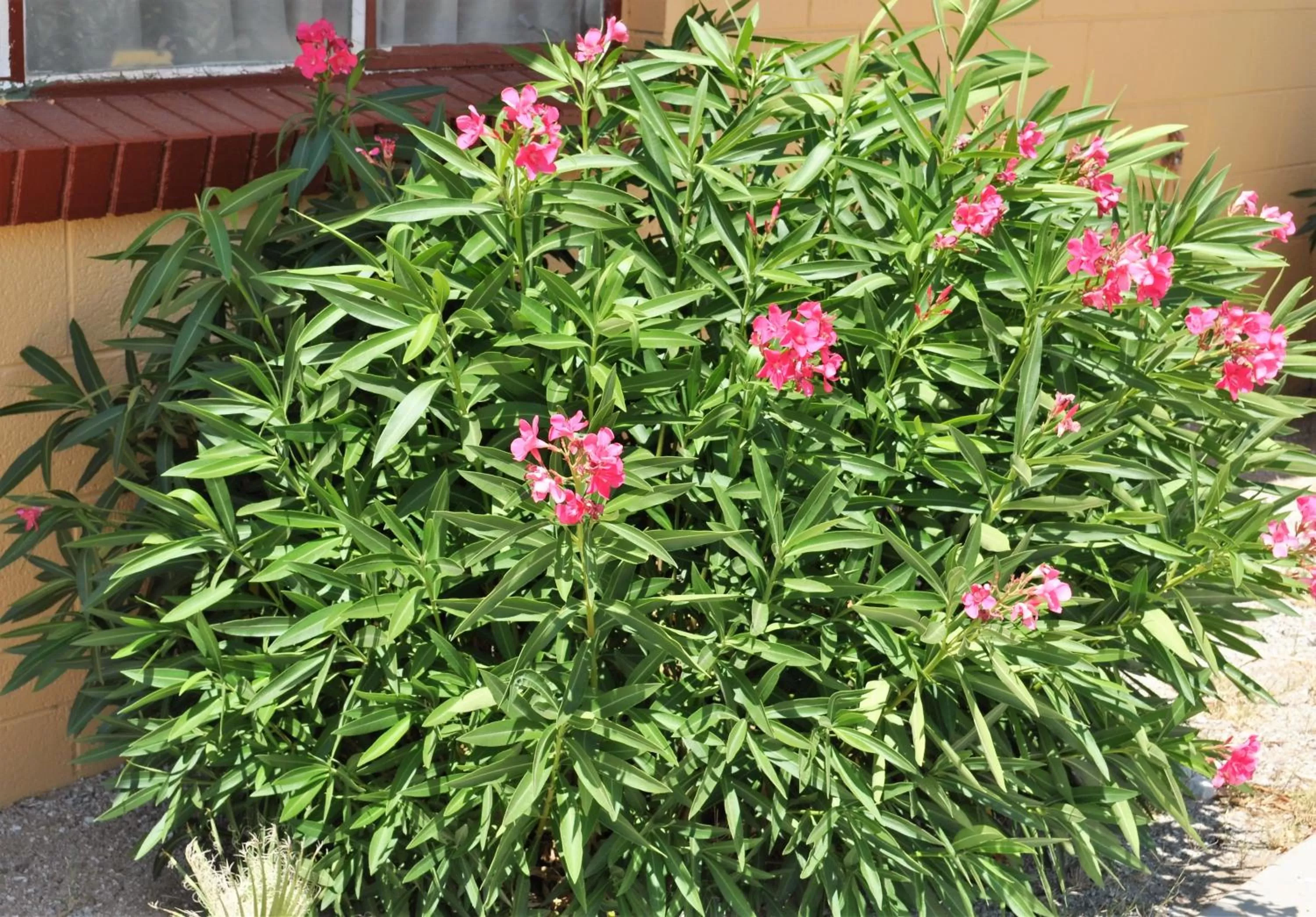 Property building in A Nights Inn