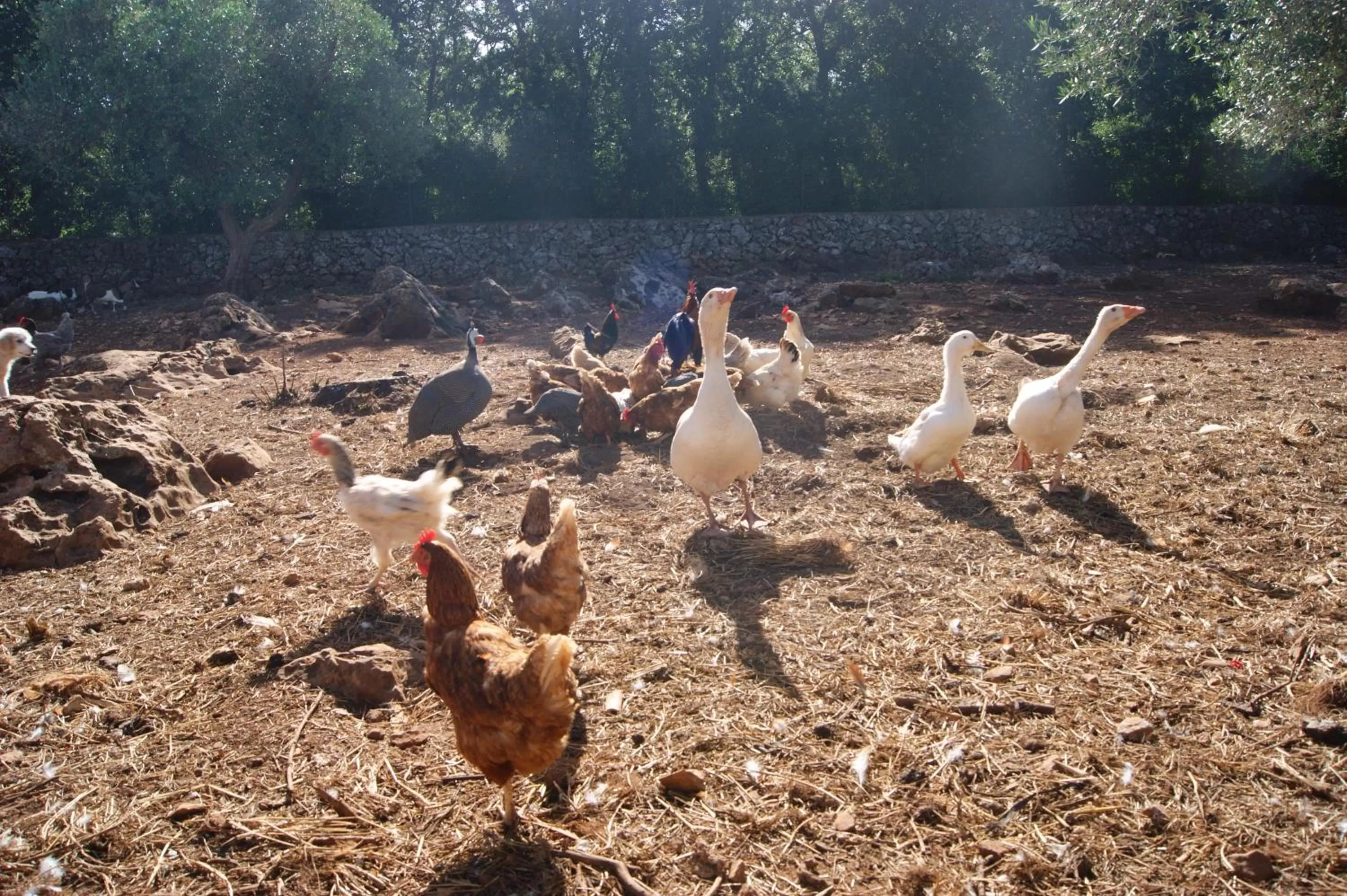 View (from property/room), Other Animals in Arome B&B
