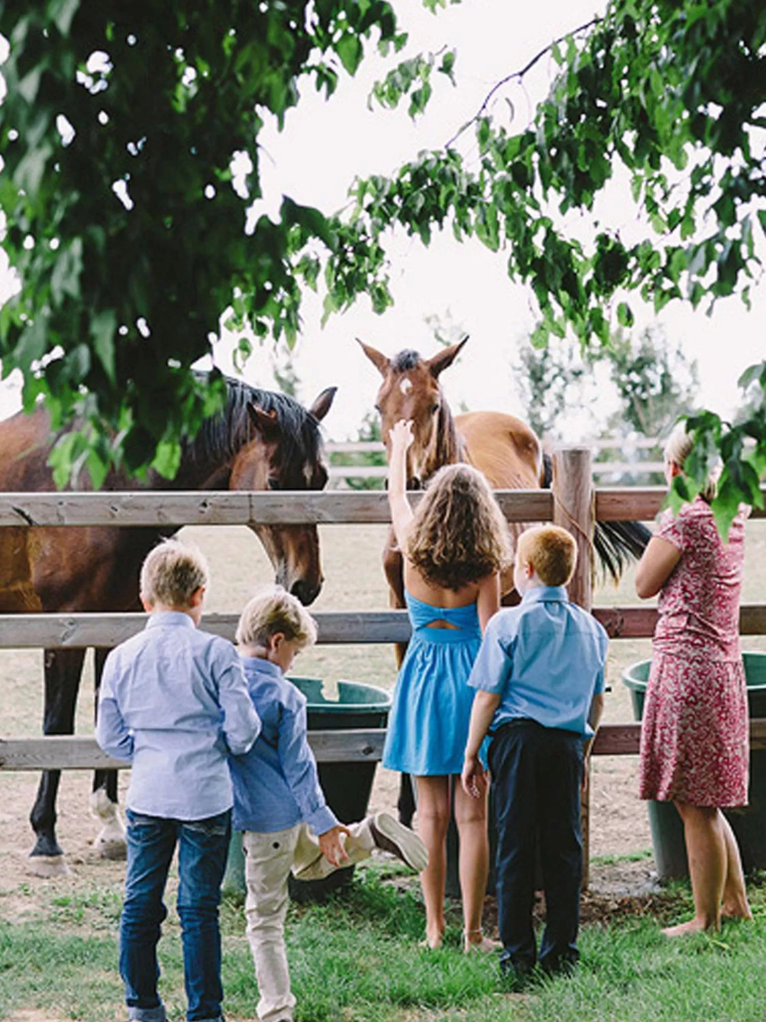 Animals in Gut Hohenholz
