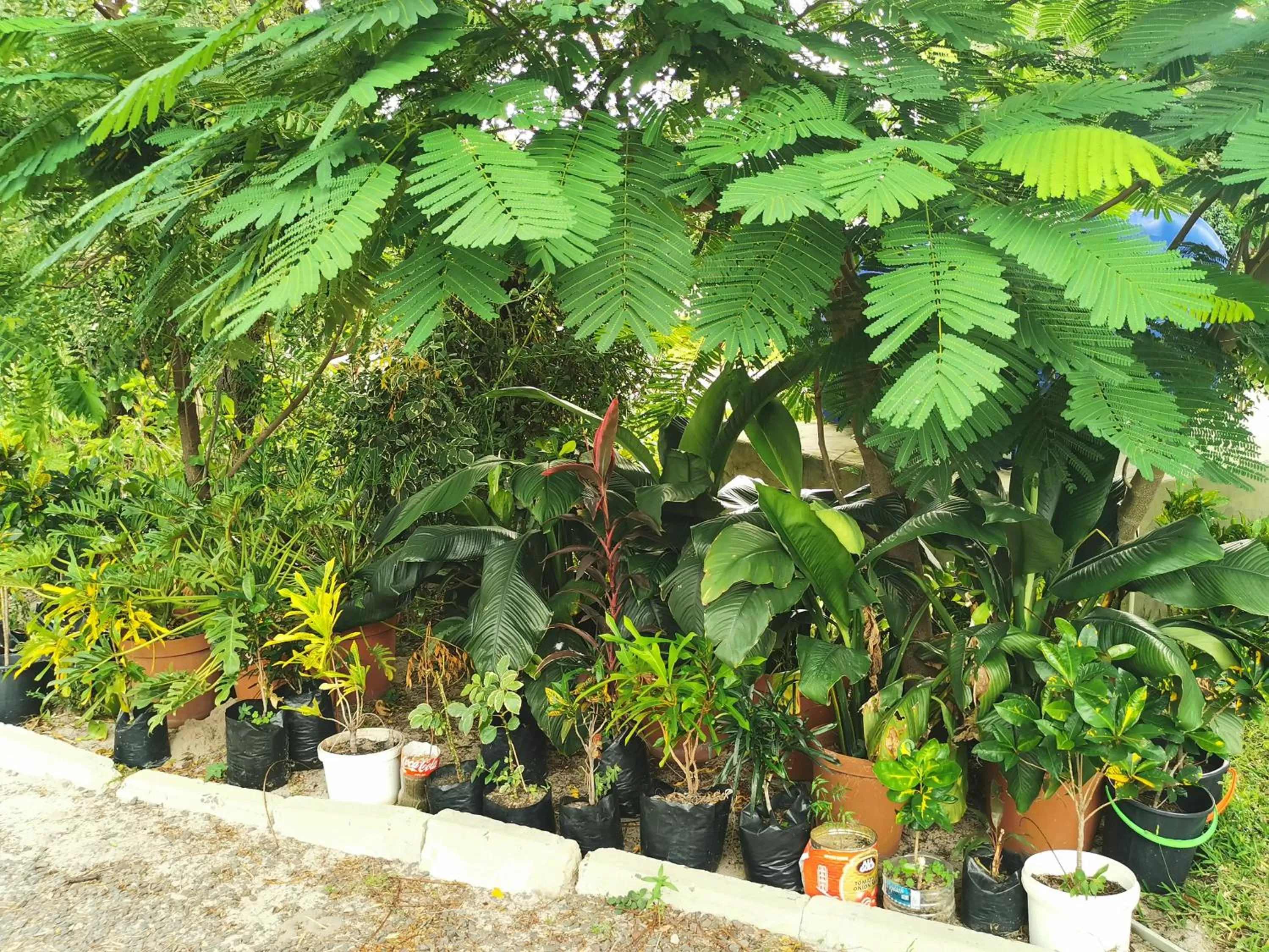 Garden in Happy Forest B&B