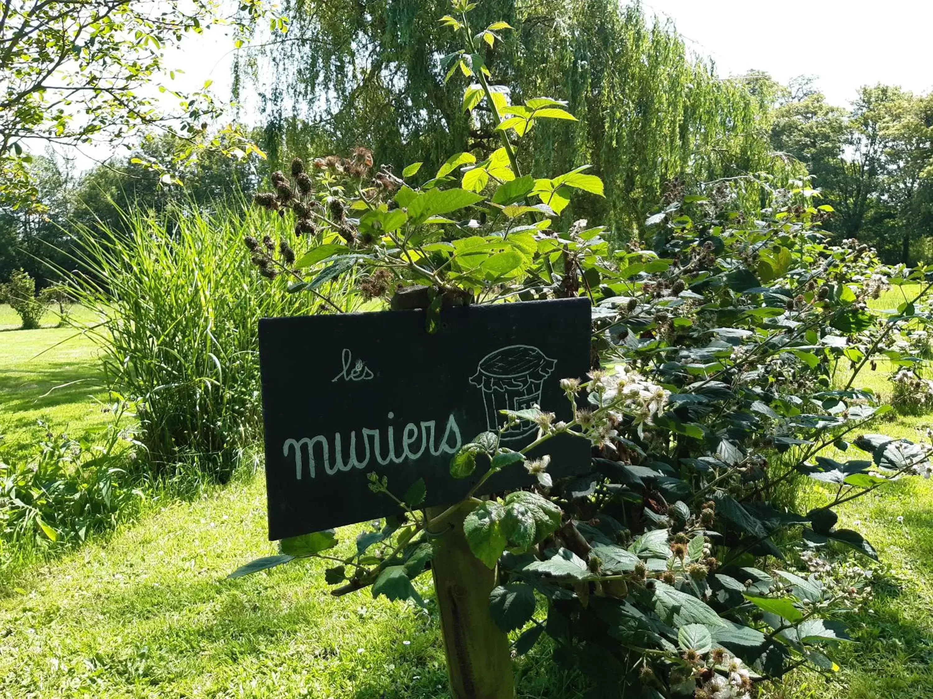 Garden, Property Logo/Sign in Château Saint Gilles