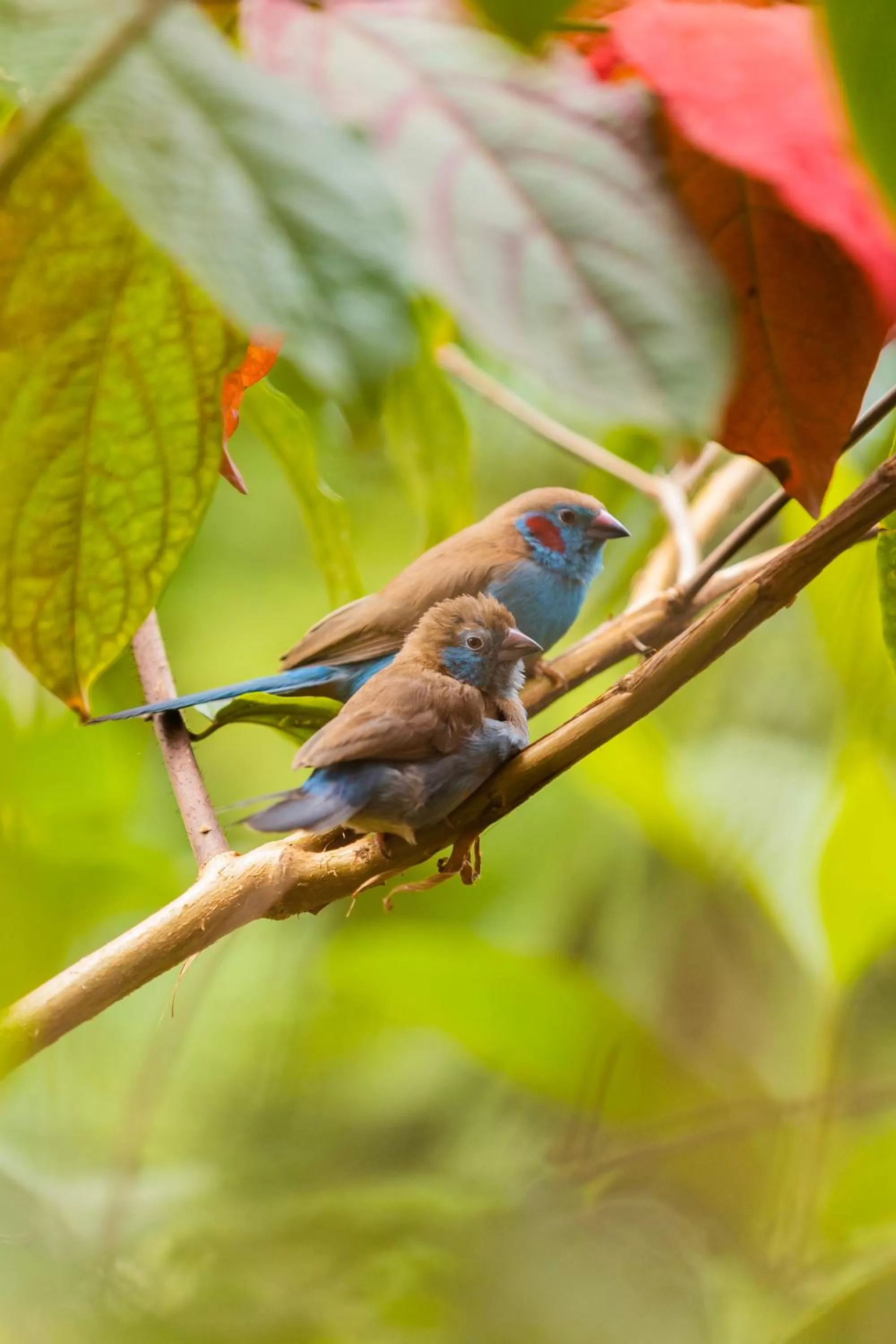 Animals in Villa Asimba