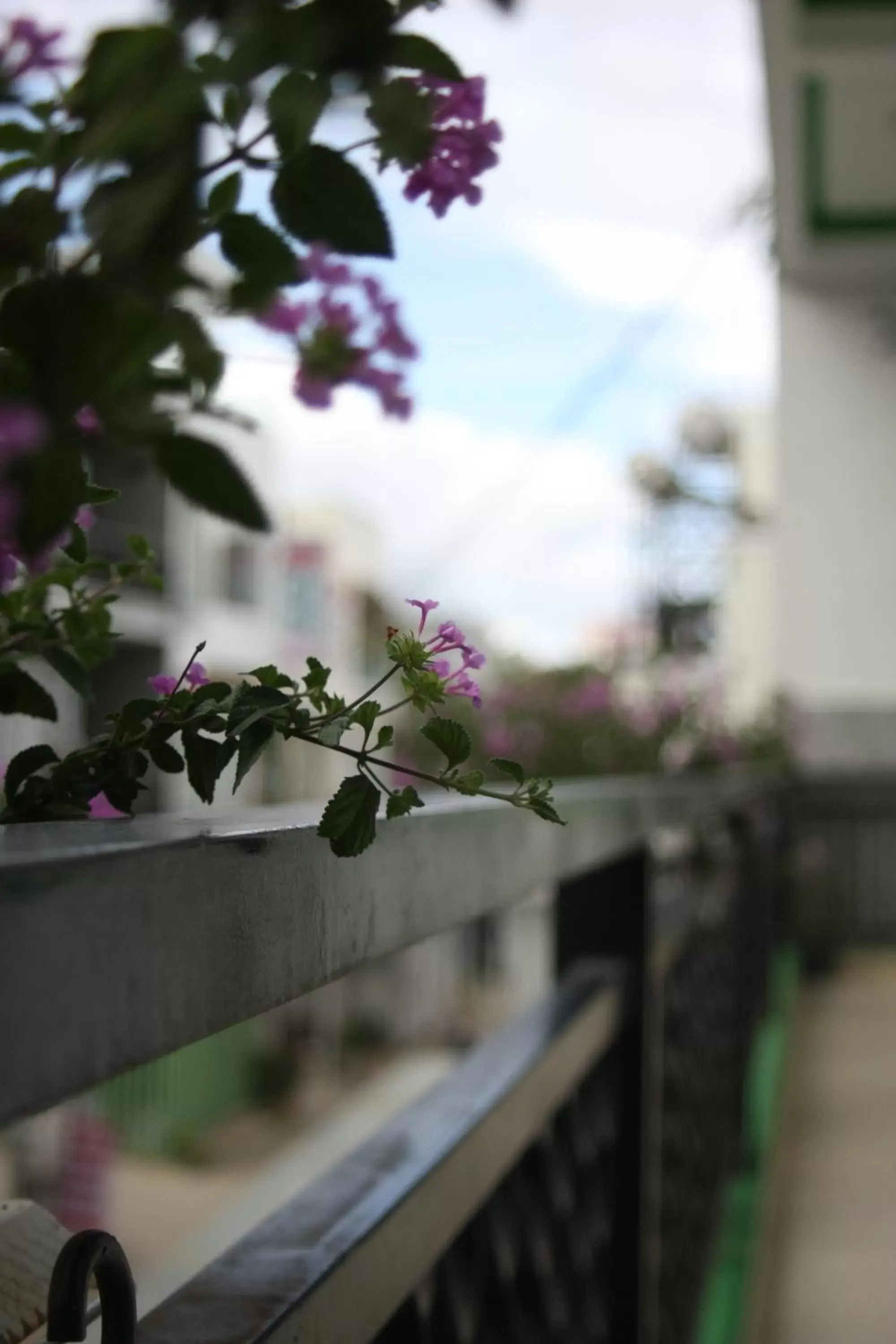 View (from property/room) in Cherry House Đà Lạt View (from property/room) in Cherry House Đà Lạt