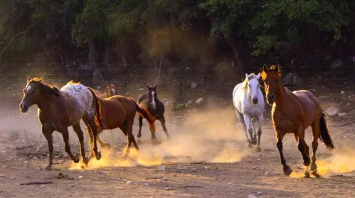 Flying L Ranch Resort & Golf Course