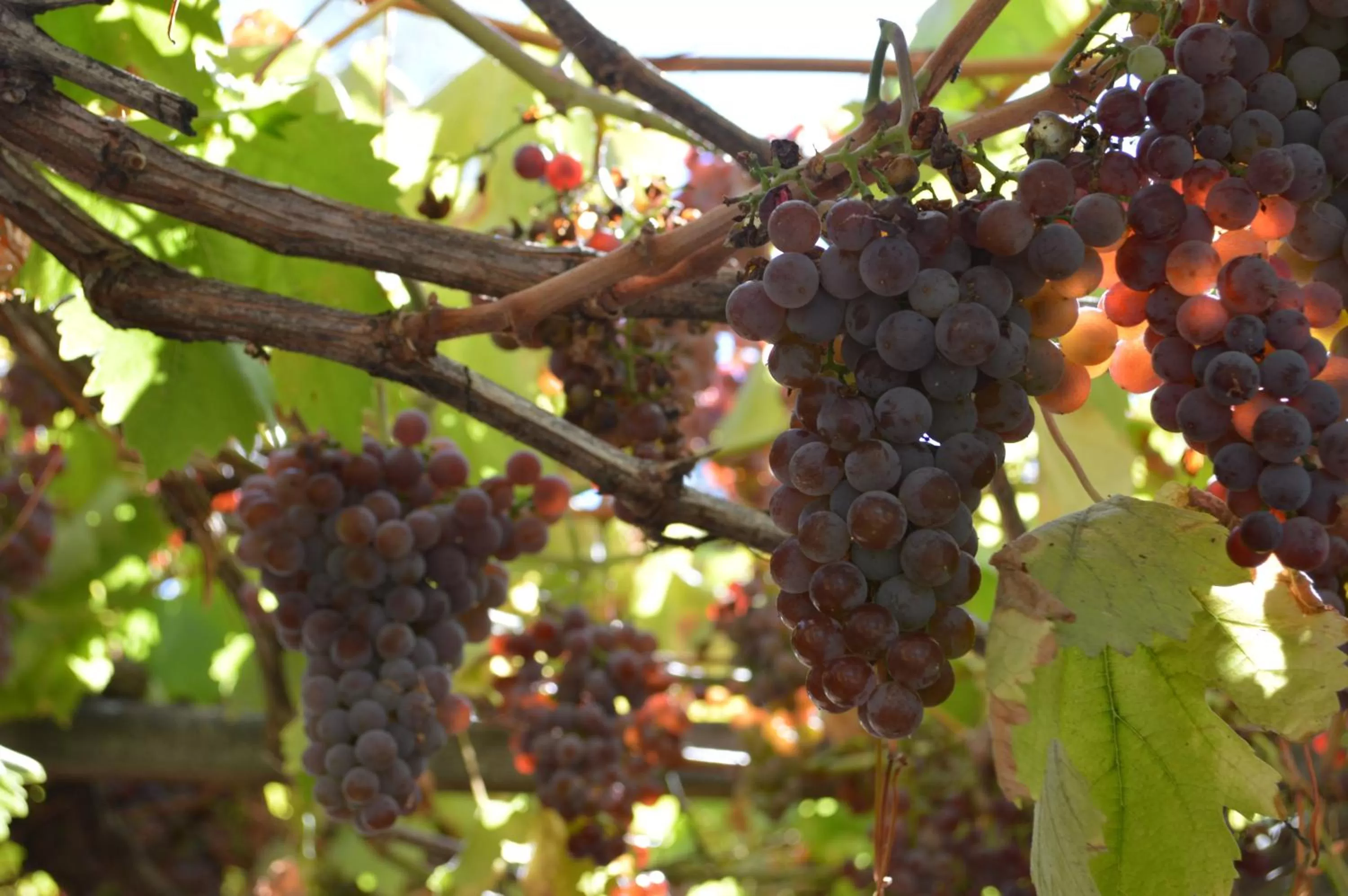 Coyunche Cabañas y Camping Laja & San Rosendo