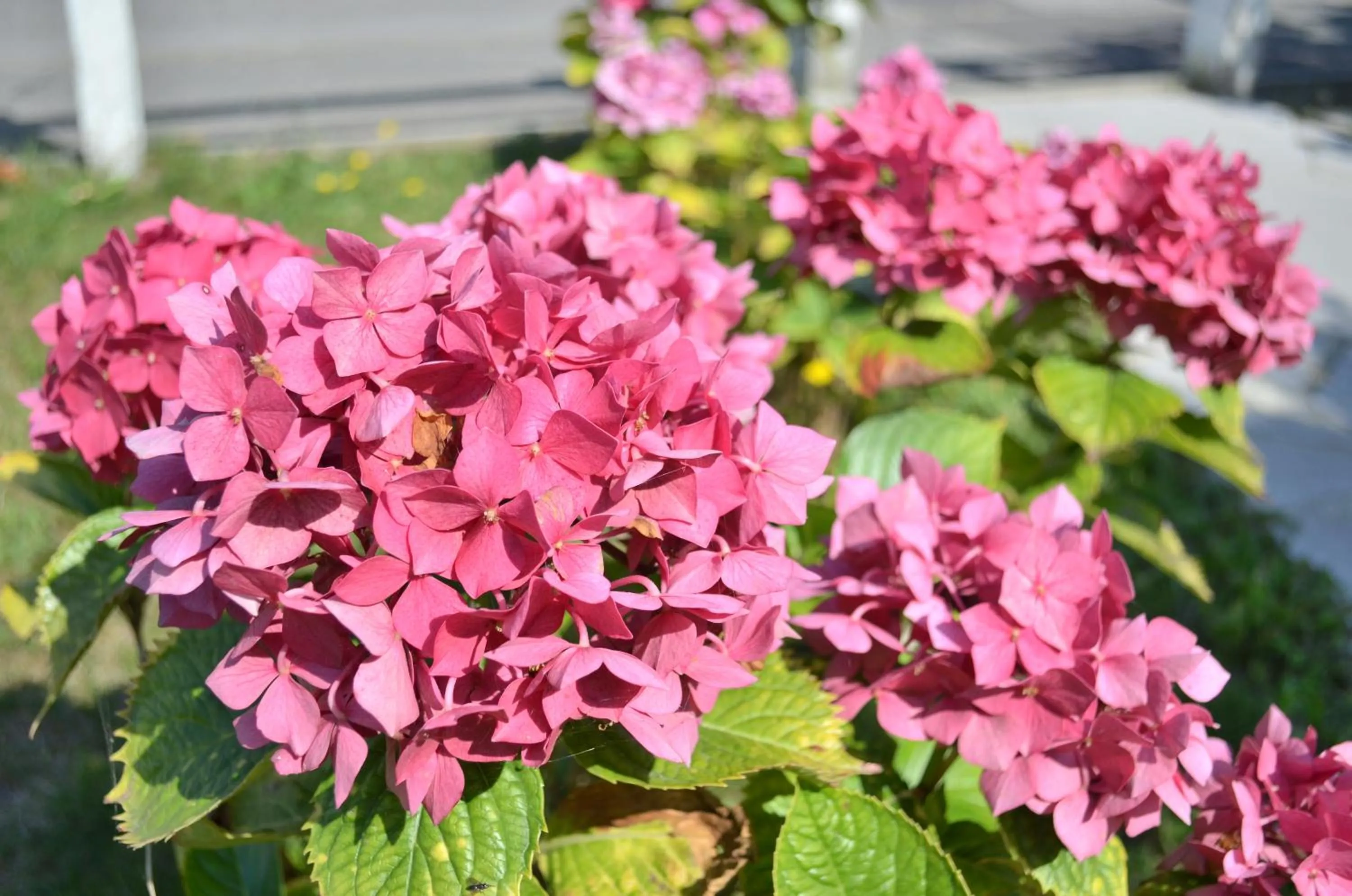View (from property/room) in Chambre d'hôtes Les Nymphéas
