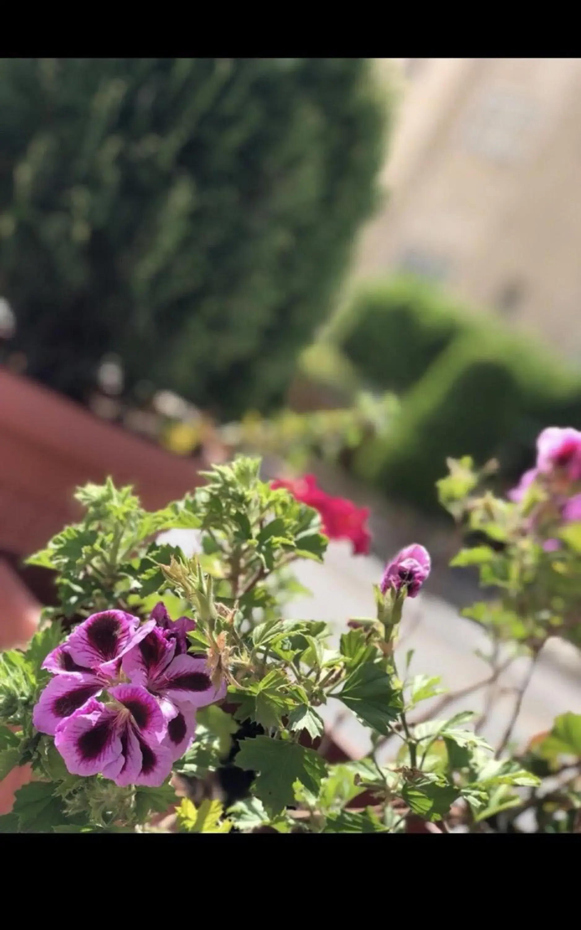 Garden in Tilal Almadina Hotel & Suites