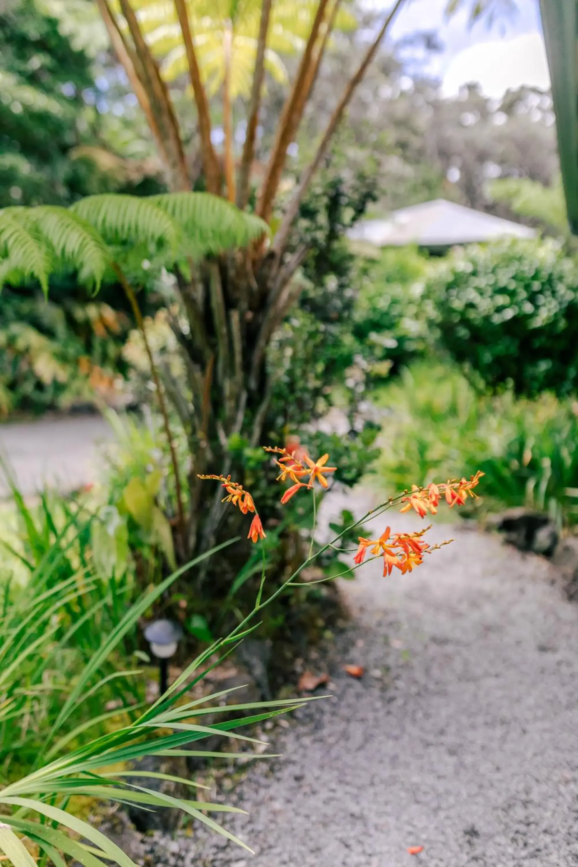 Garden in Kilauea Lodge and Restaurant