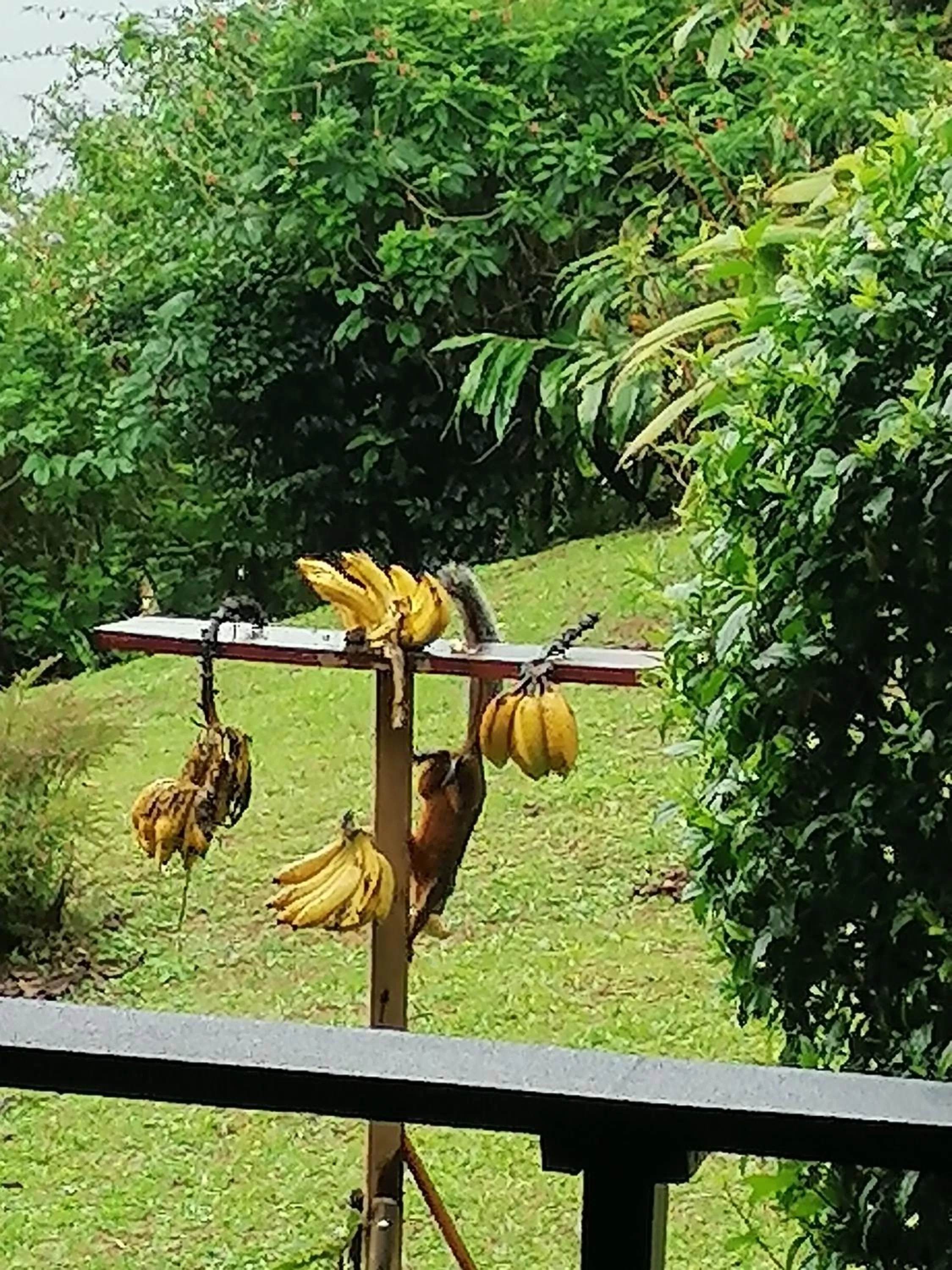 Garden in La Ceiba Tree Lodge