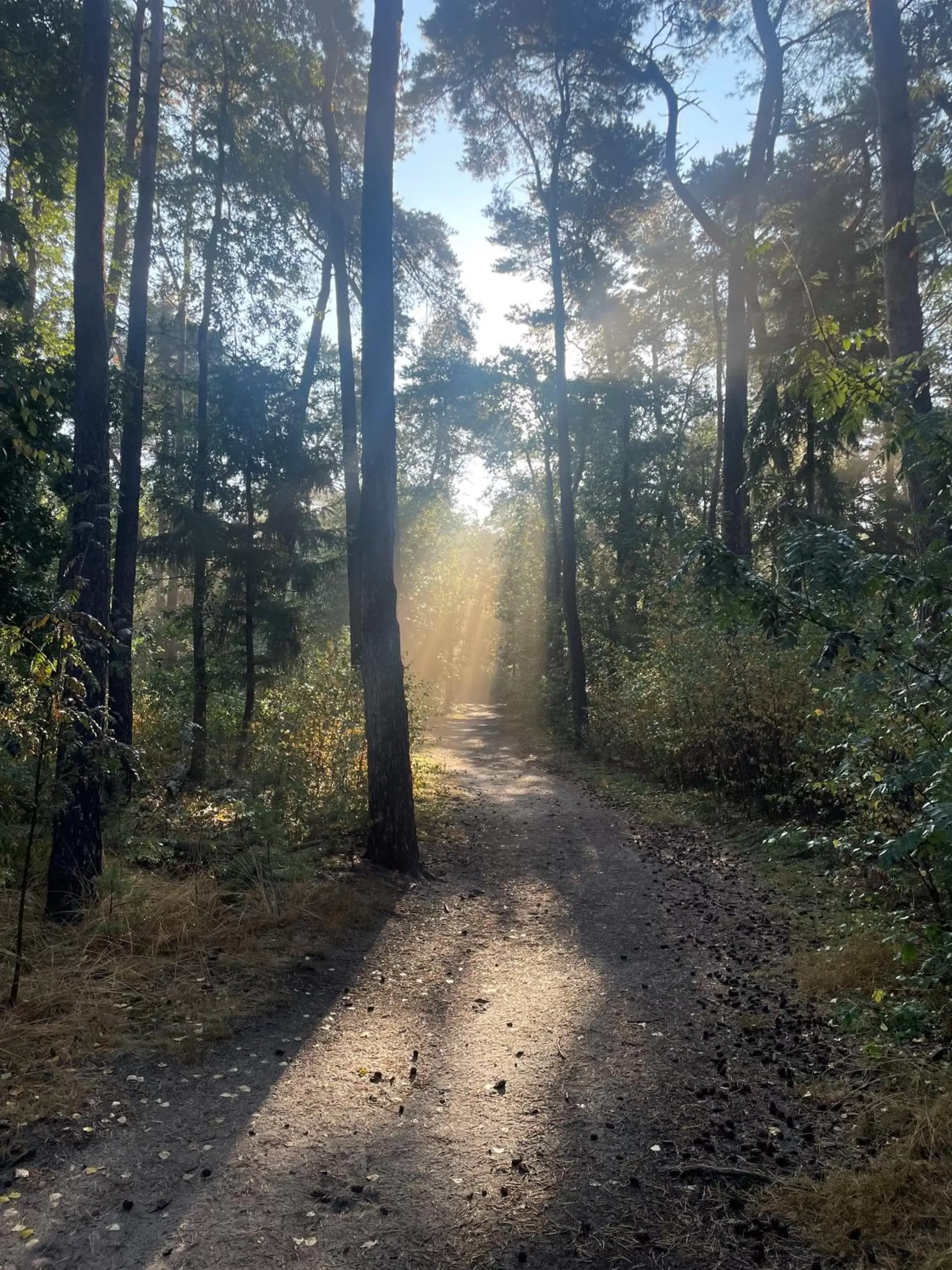 Natural landscape in Duynparc Soest