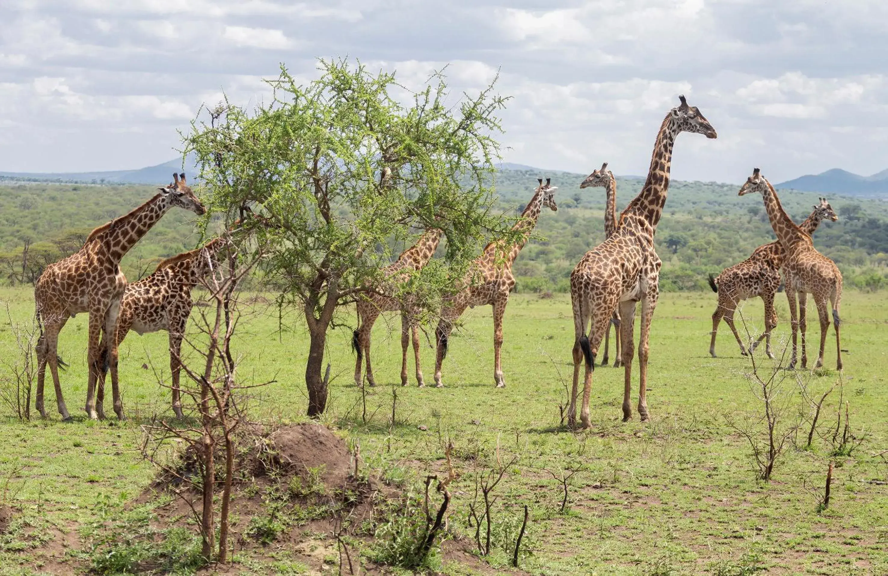 Activities, Other Animals in Ngorongoro Lodge member of Melia Collection