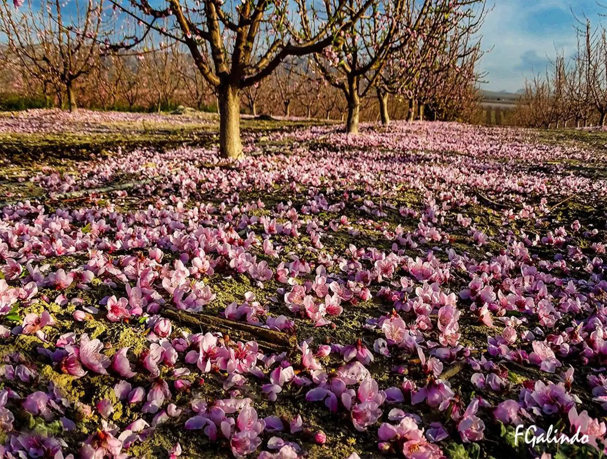 Spring in Hotel Hyltor