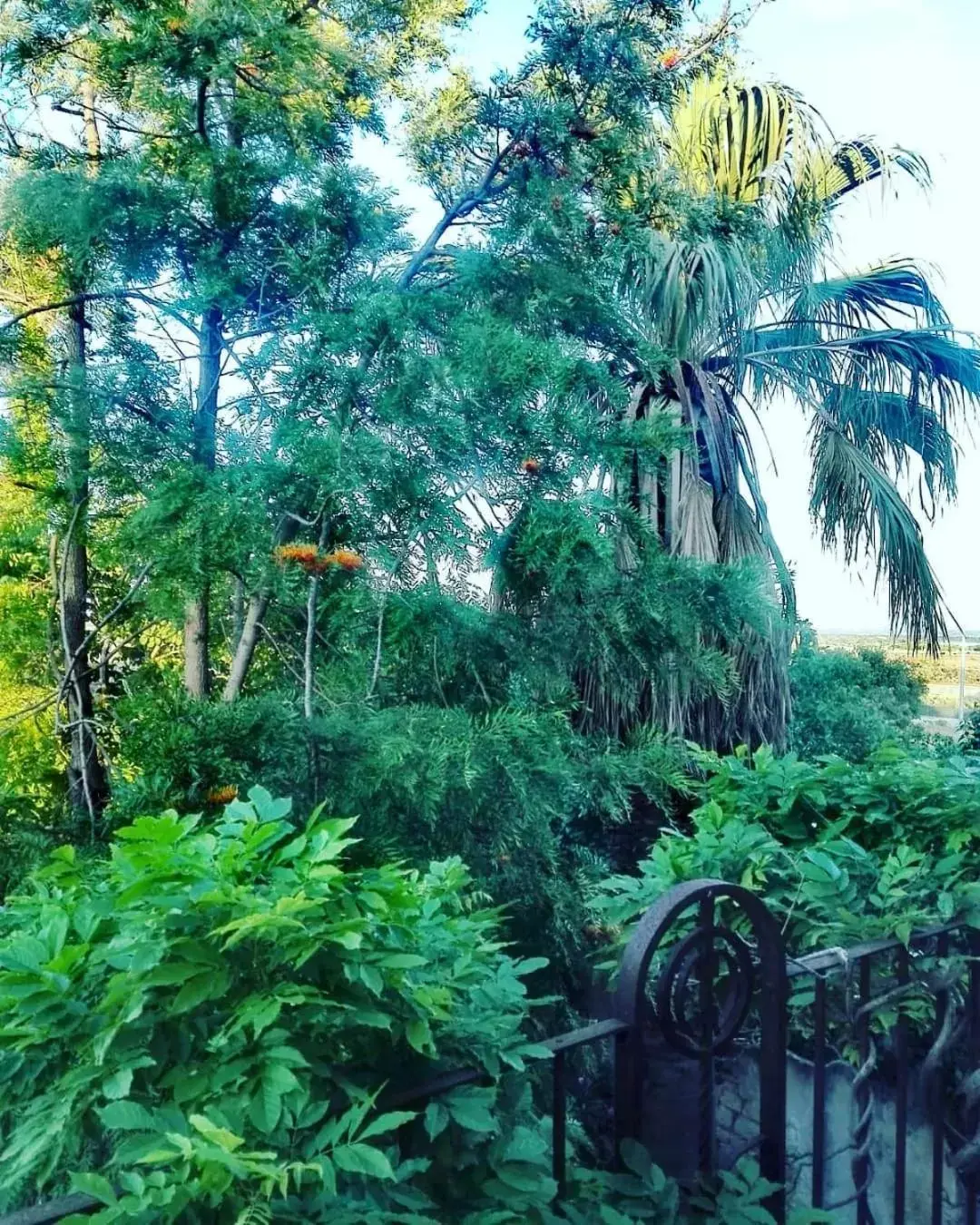 Garden in Villa Polara