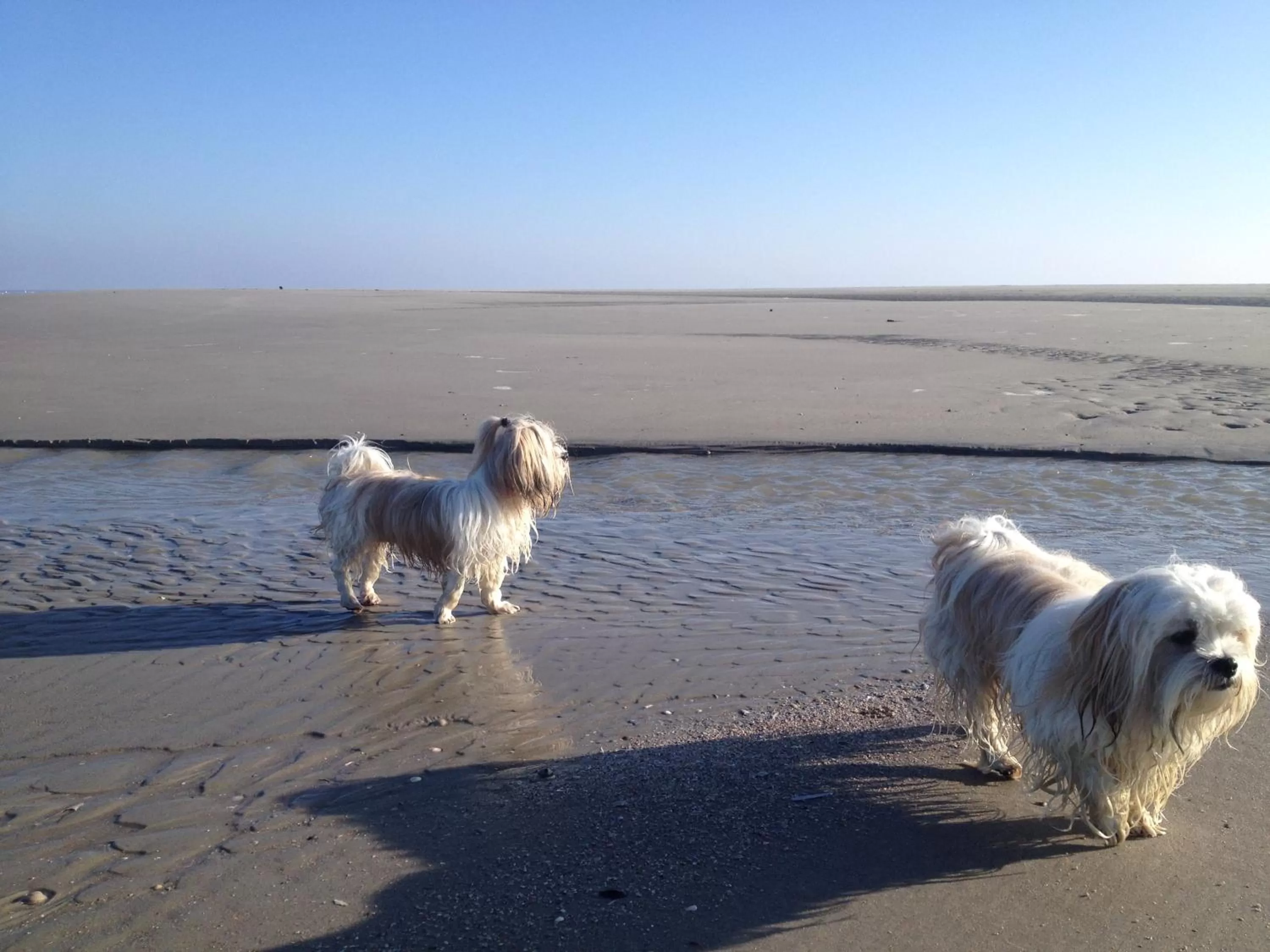 Pets in Hotel Twilling