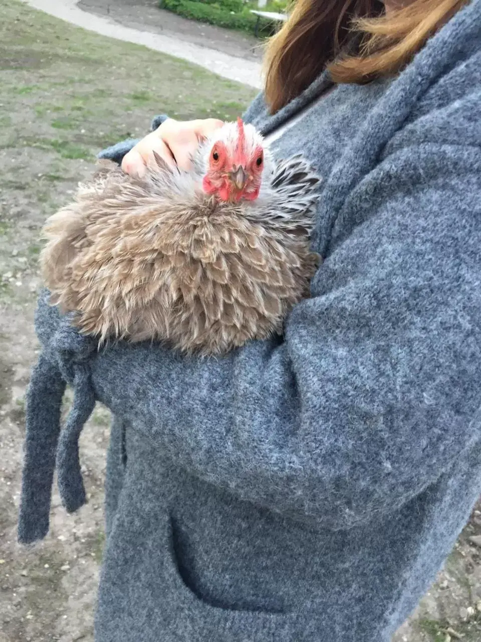 Garden, Pets in les Myrrhophores et Spa, Chambres d'Hôtes et Gîtes de charme