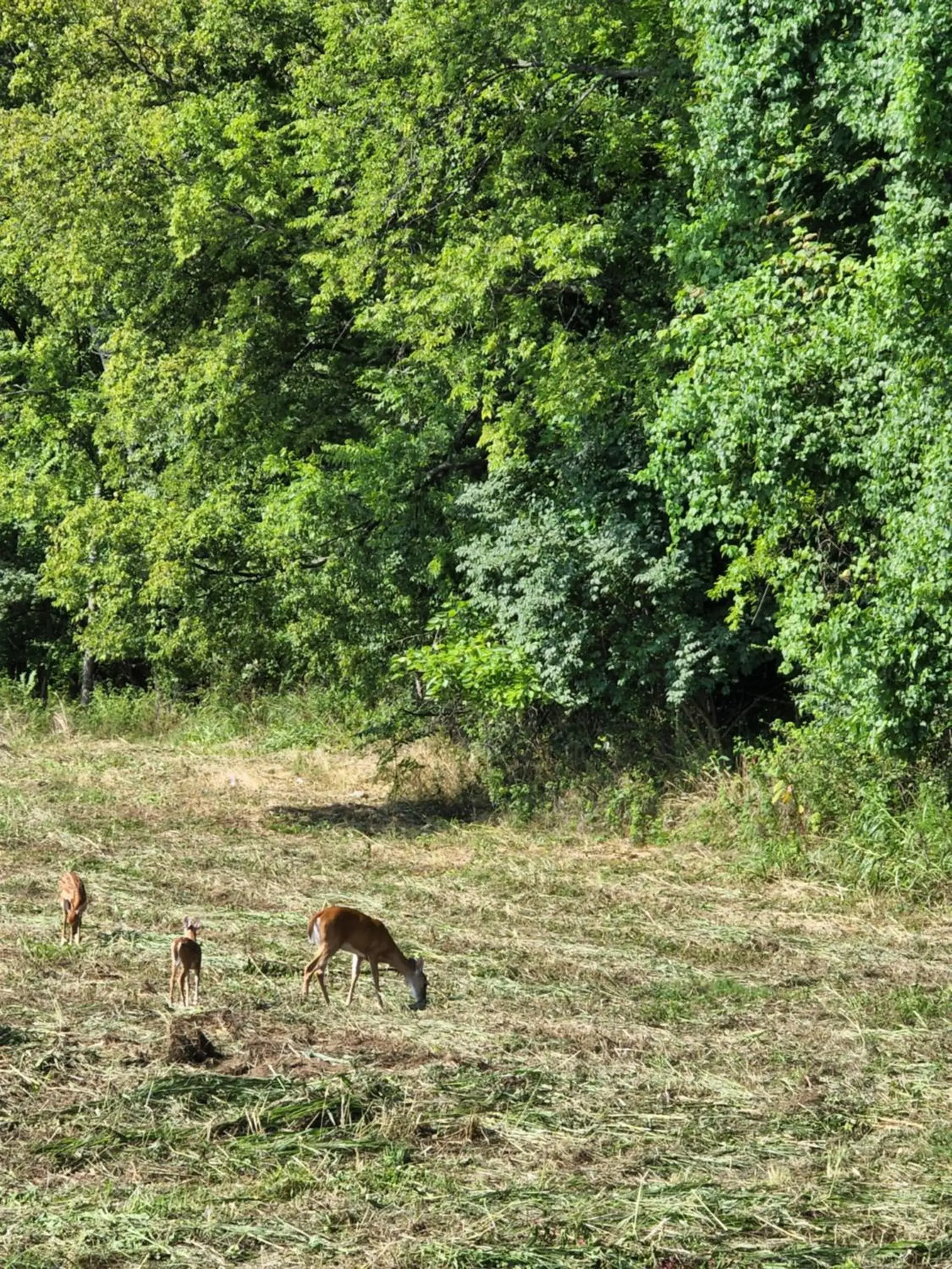 Natural landscape, Other Animals in Relax Inn