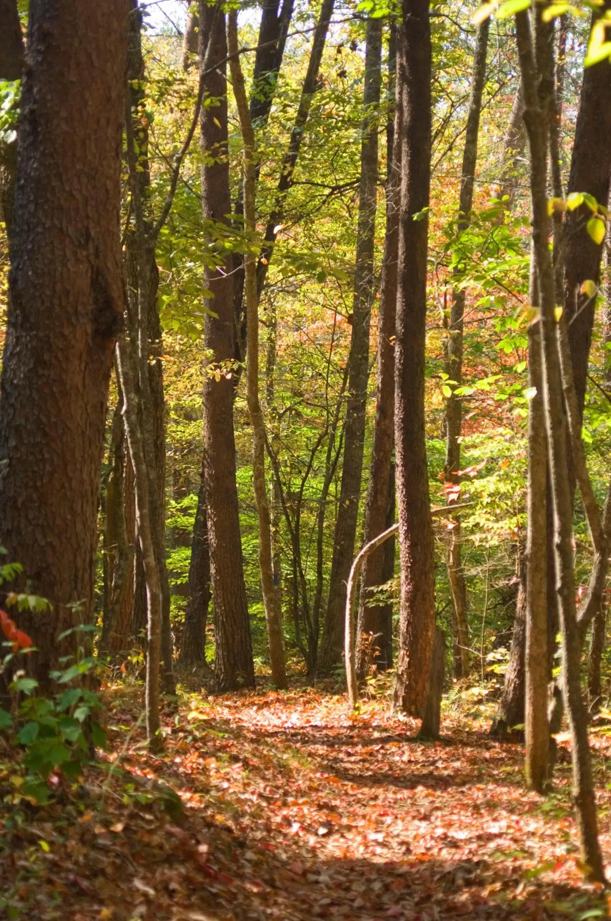 Hiking, Natural Landscape in Brasstown Valley Resort & Spa