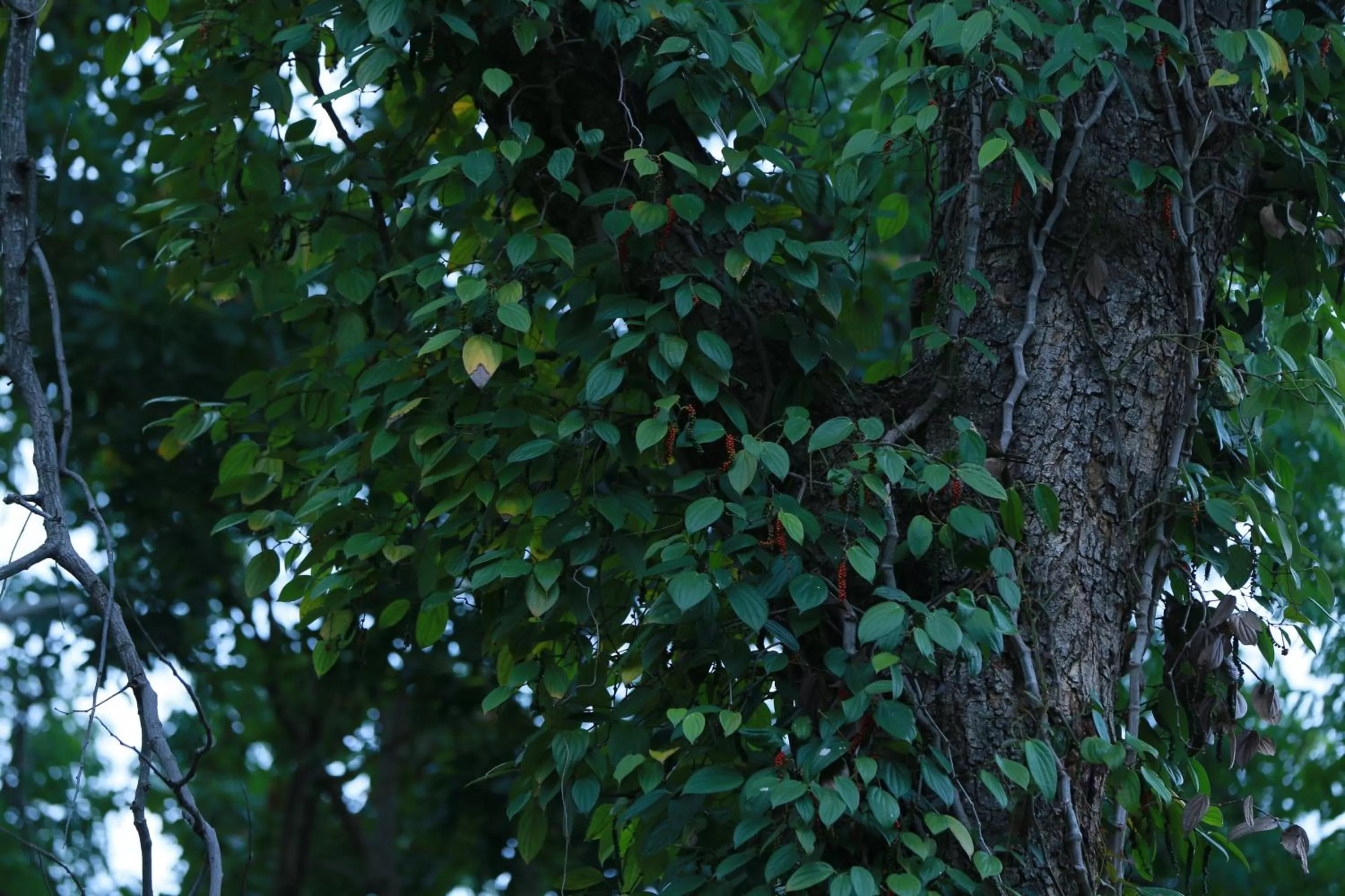 Garden in Ella Planters Bungalow