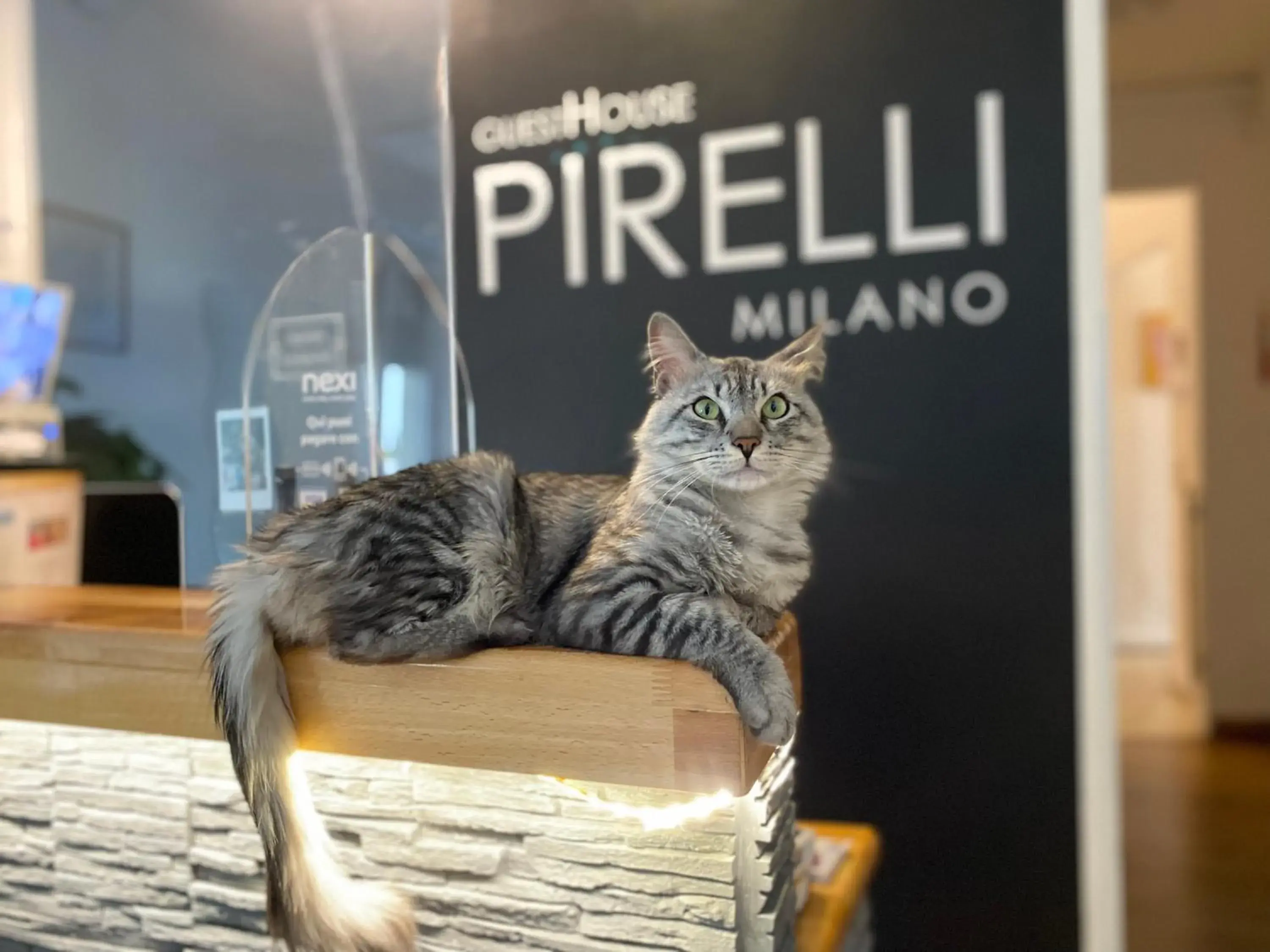 Pets in Guest House Pirelli Milano