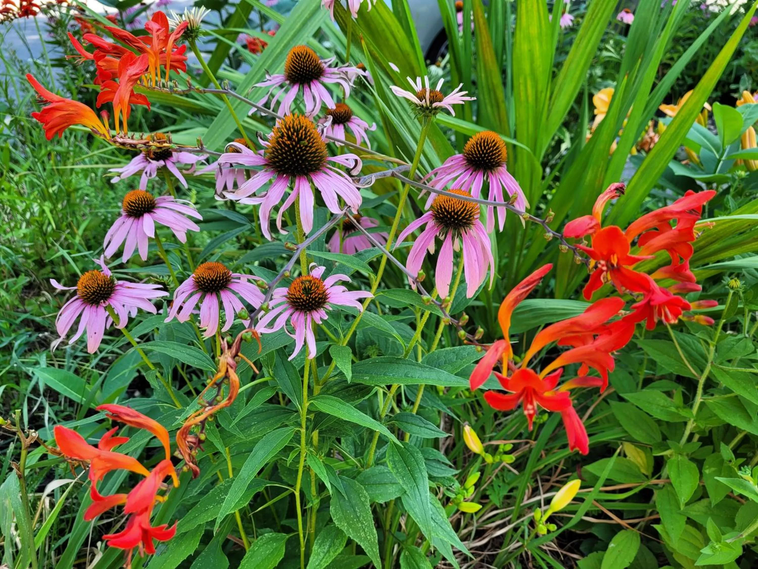 Garden, Other Animals in Buffalo Harmony House