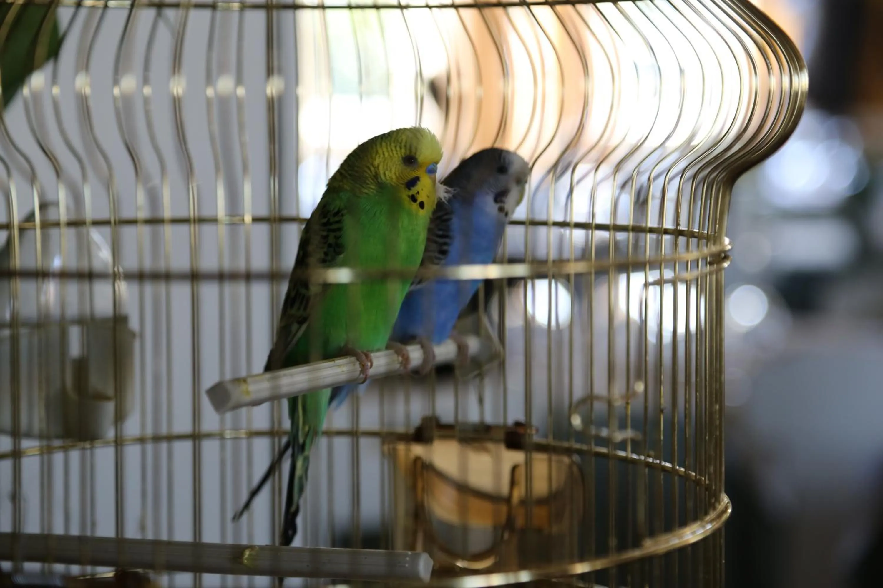 Animals in Hotel Maximilian