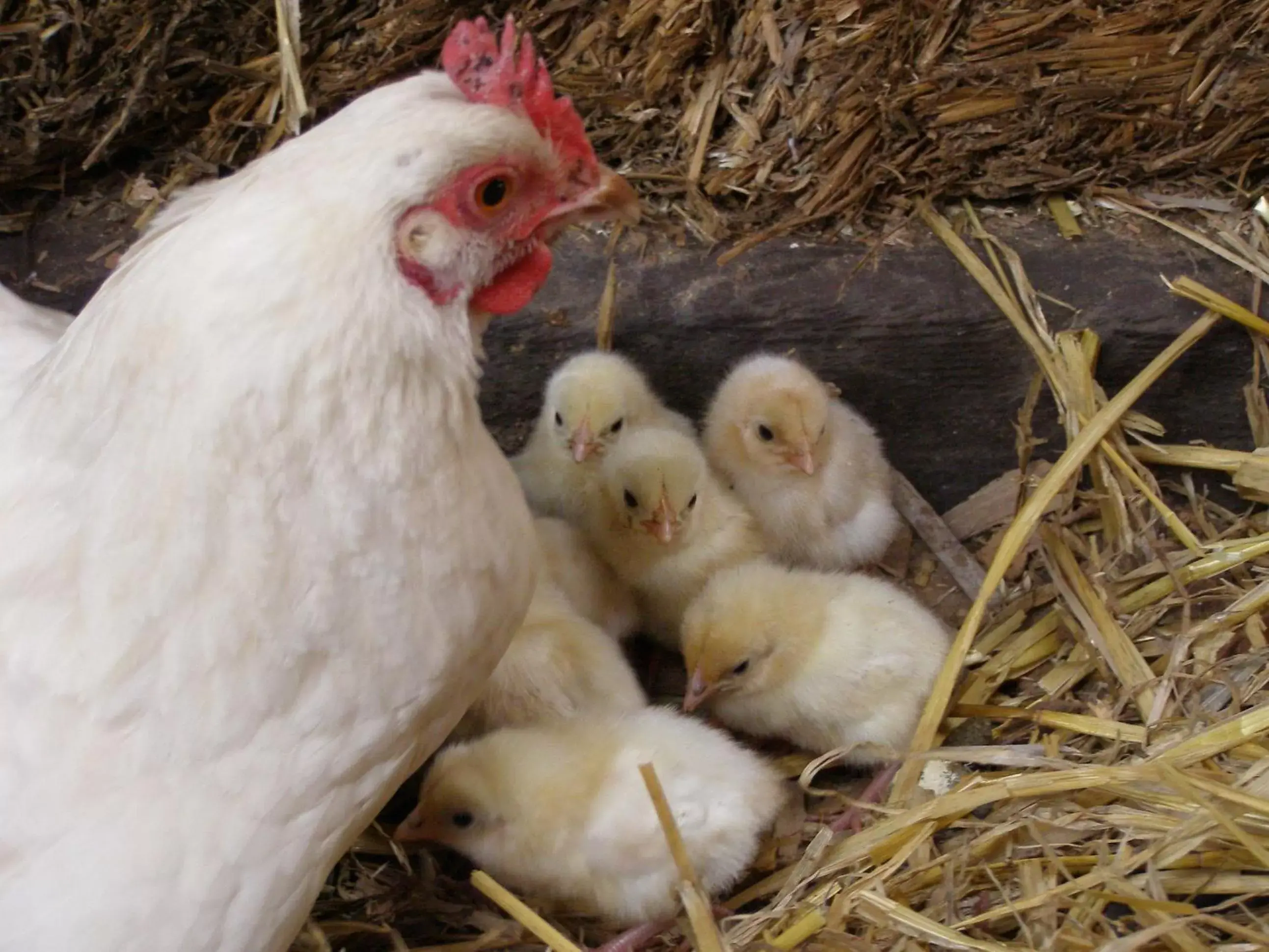 Other, Other Animals in Coddy's Farm