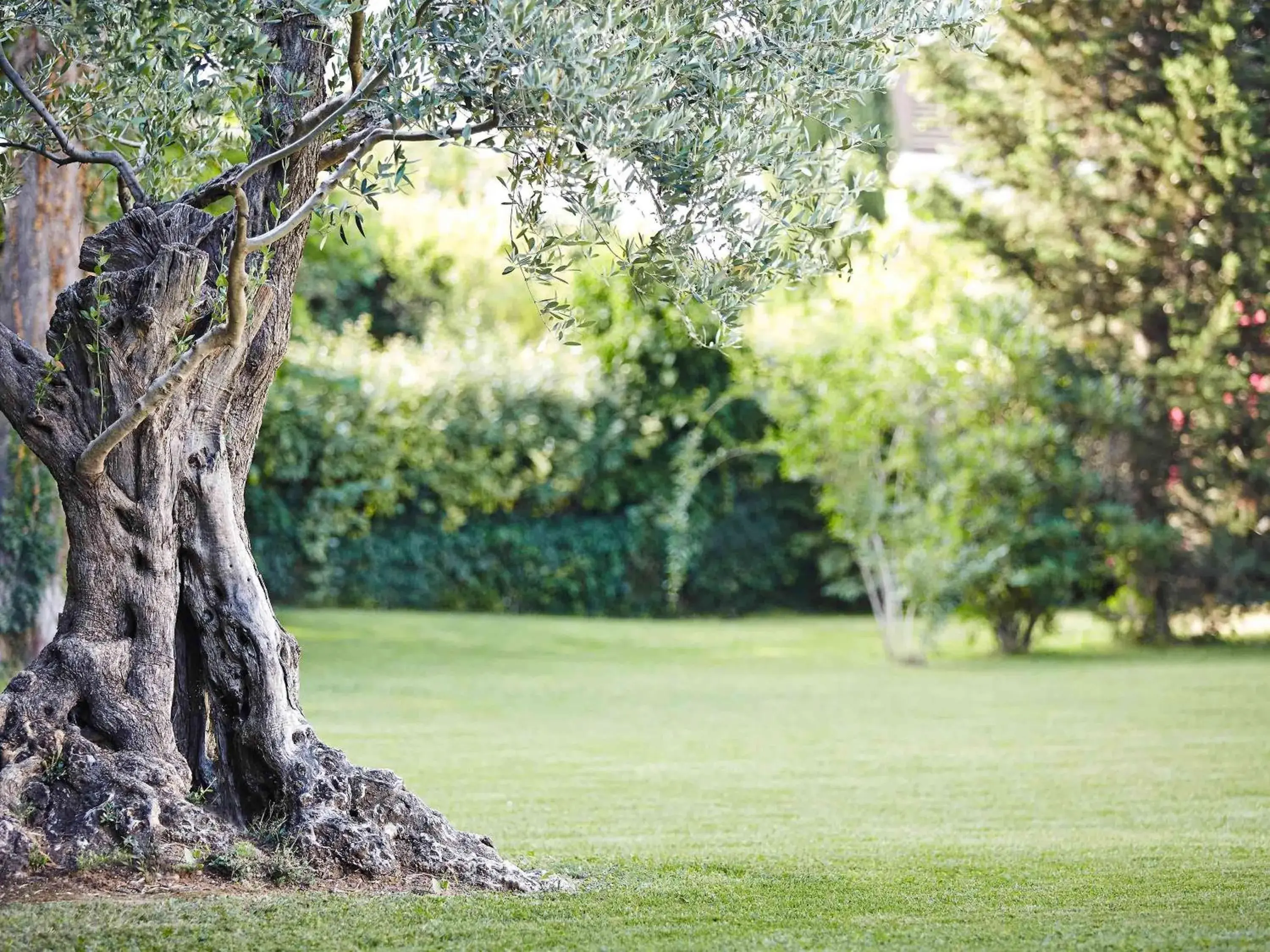 On site, Garden in Novotel Montpellier