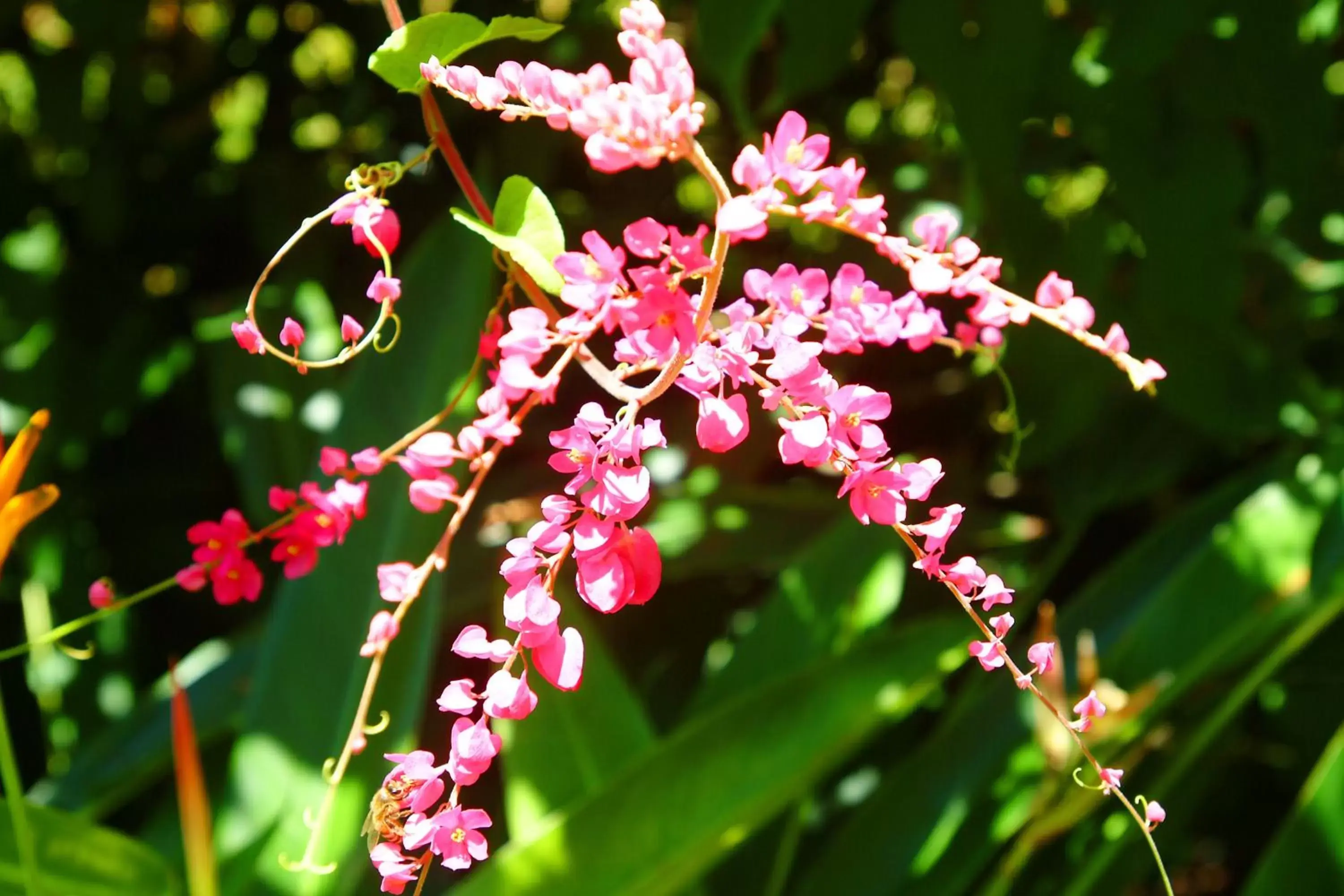 Natural landscape, Other Animals in Hexagon International Hotel, Villas & Spa