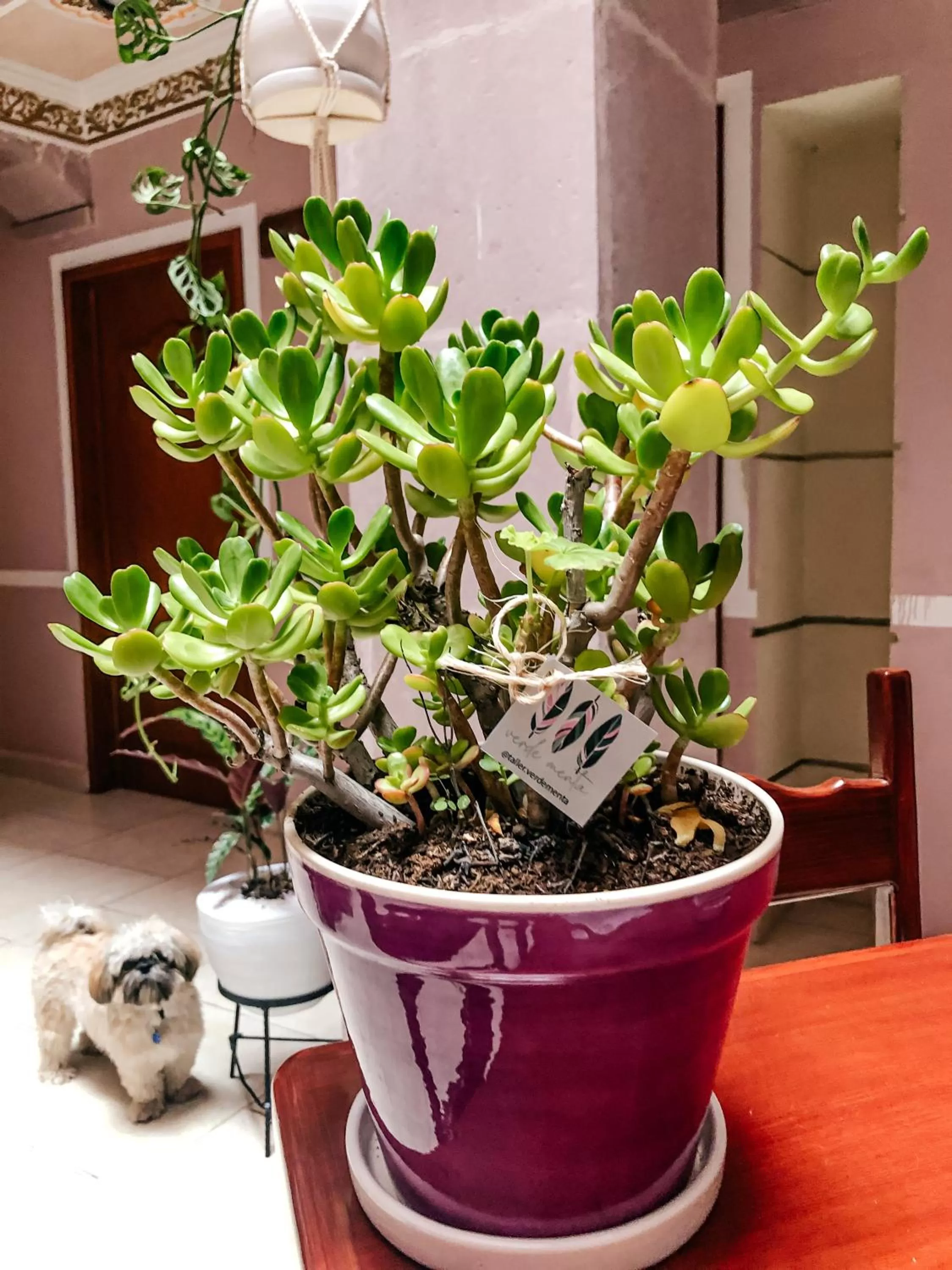 Decorative detail in Cuartel 1914 - Hotel Boutique