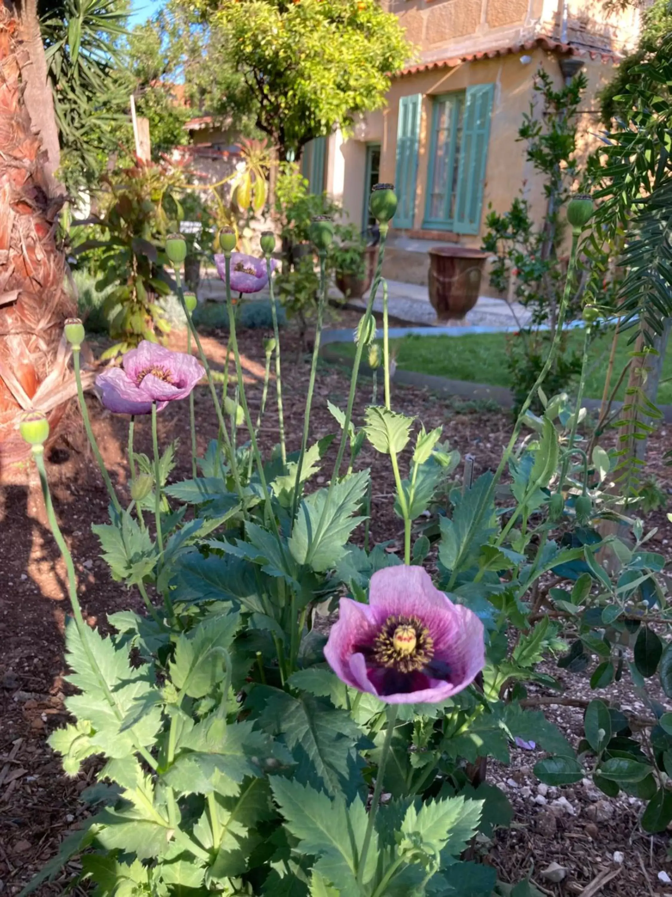 Spring, Garden in La villa des Amandiers