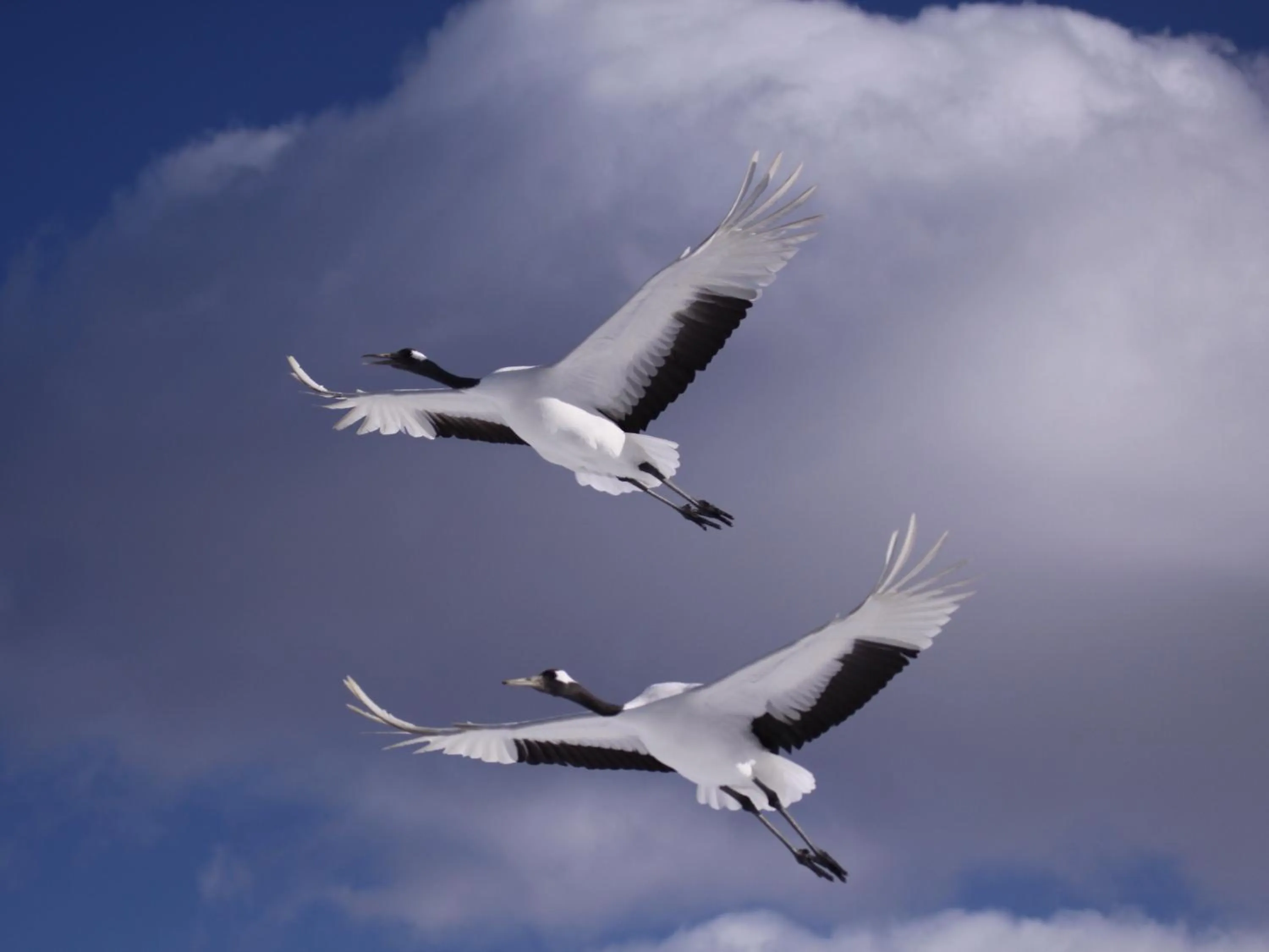 Animals in Kushiro Prince Hotel