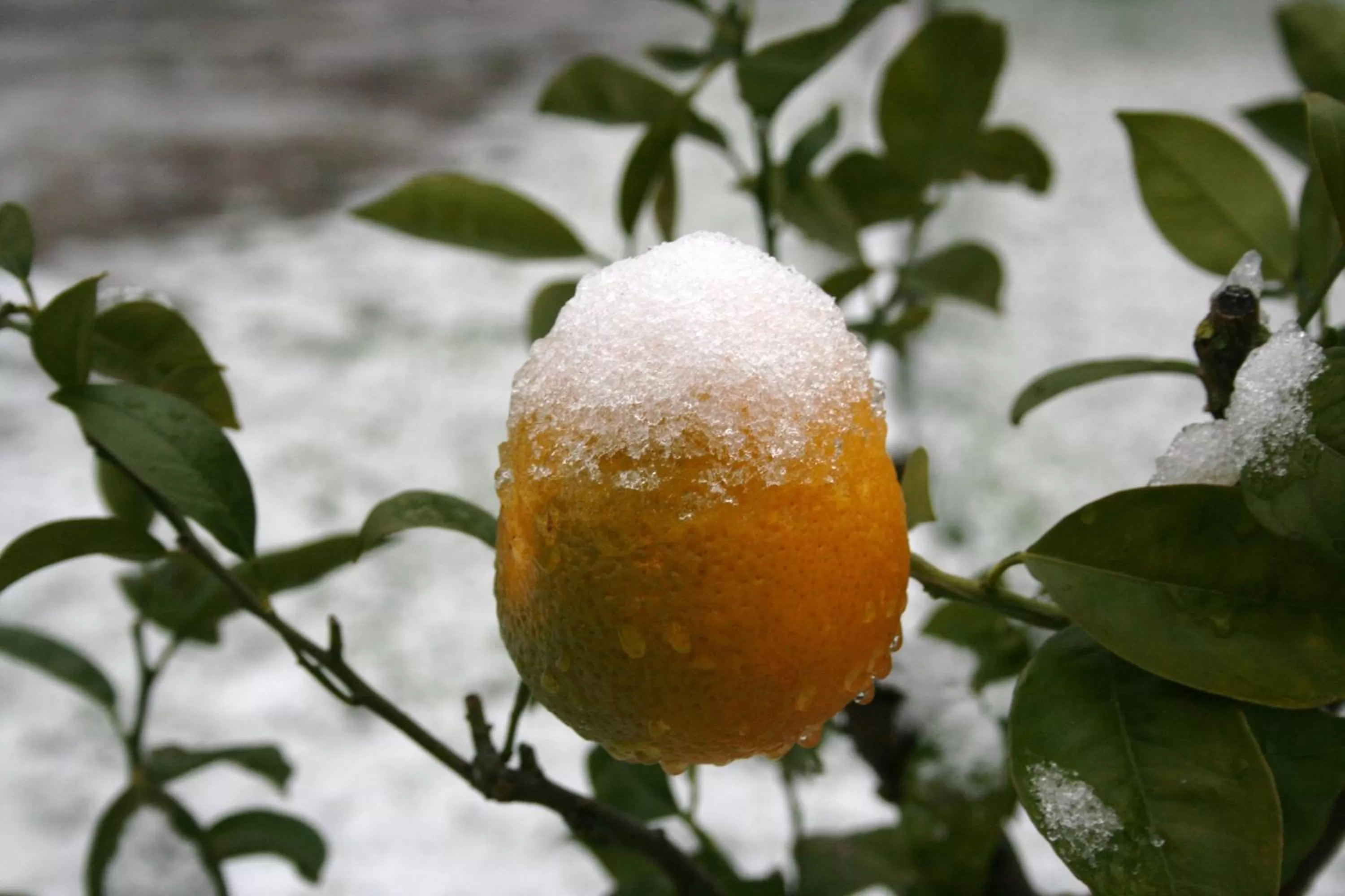 Winter in Pisa Holidays